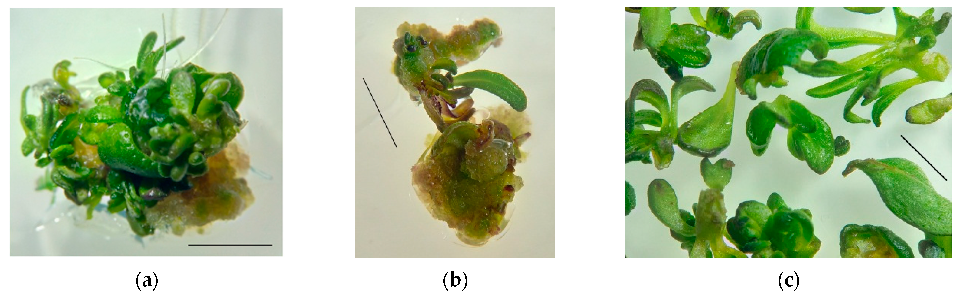 Plants 11 00533 g002