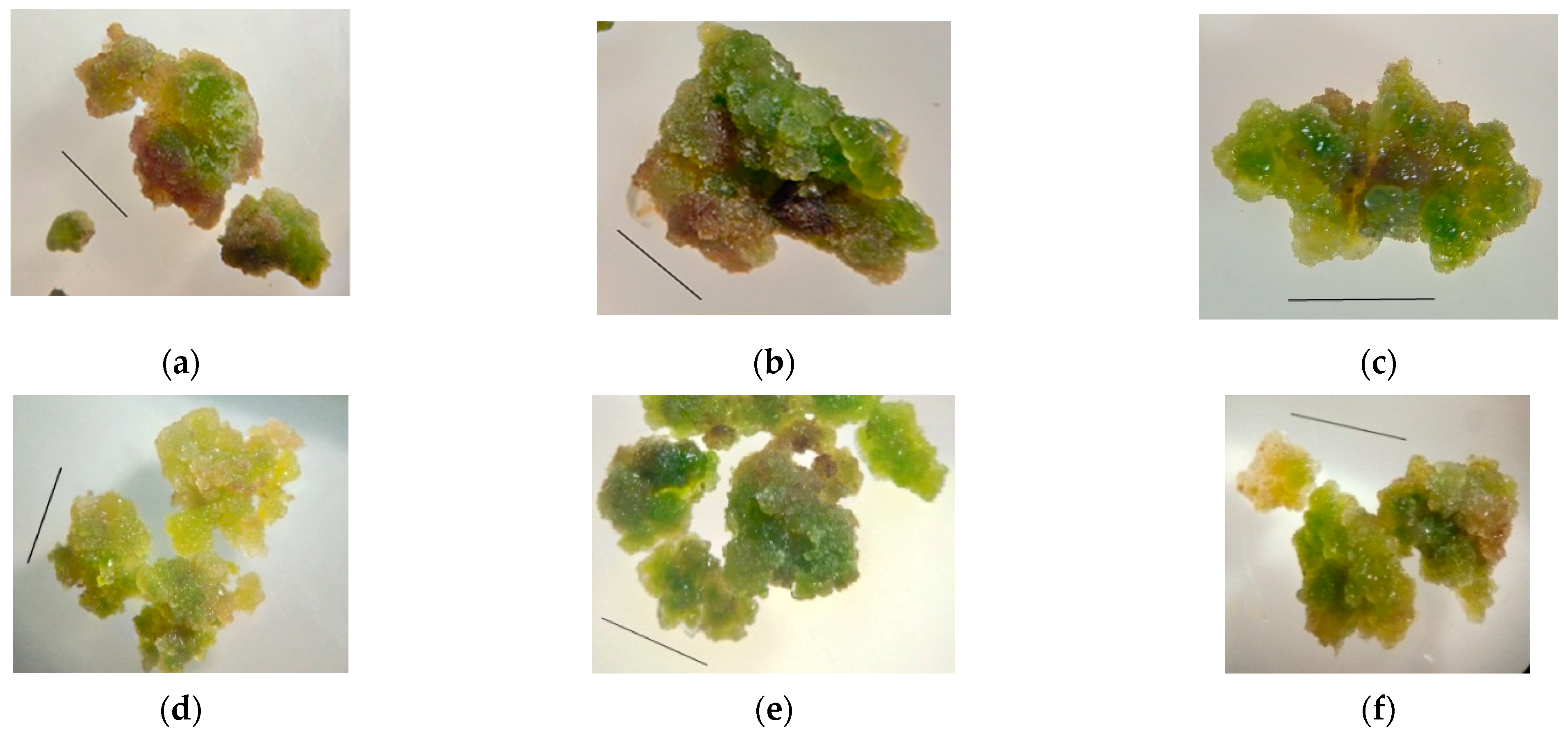 Plants 11 00533 g003