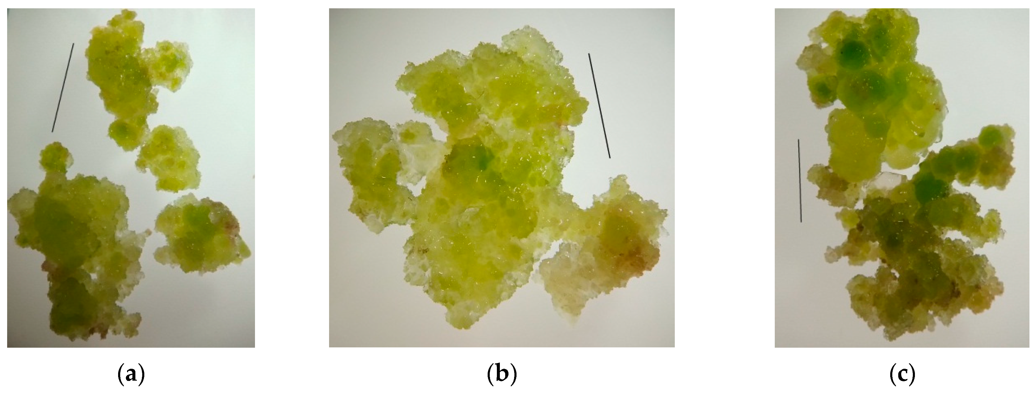 Plants 11 00533 g005