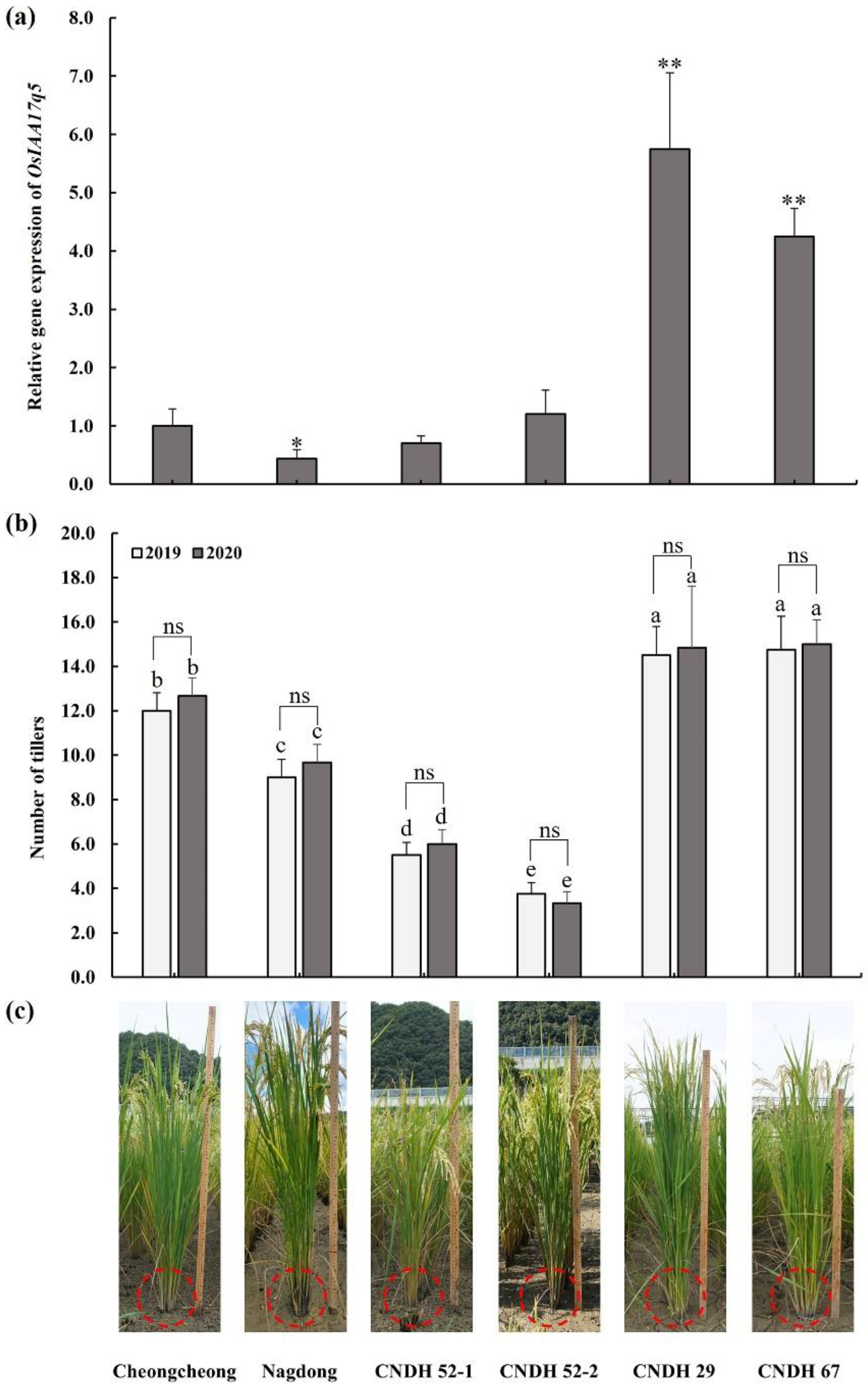 Plants 11 00538 g009