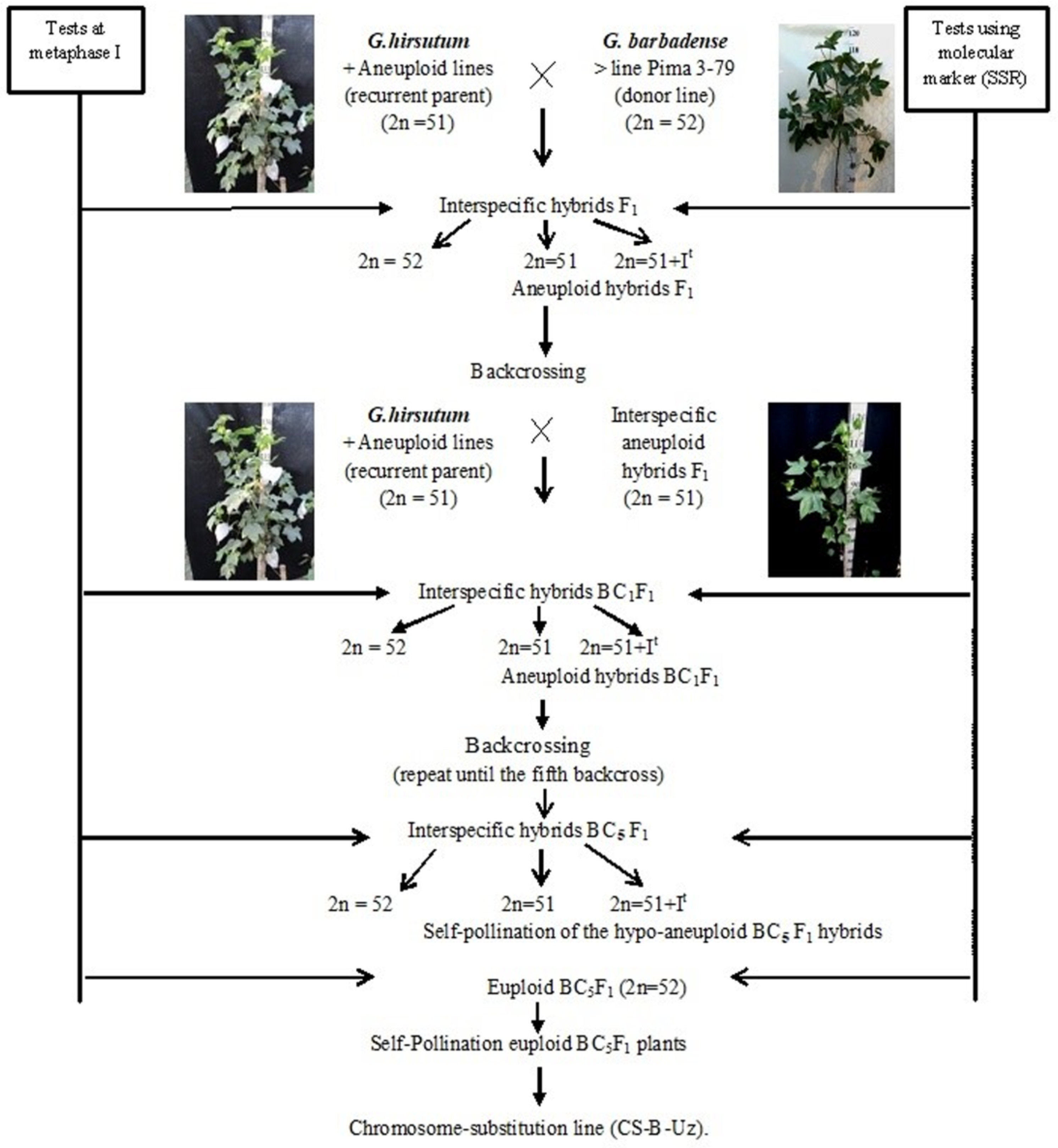 Plants 11 00542 g001
