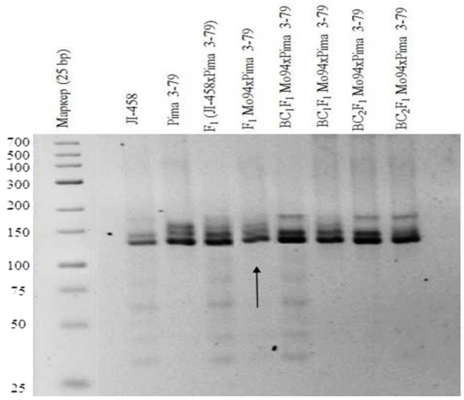 Plants 11 00542 g011