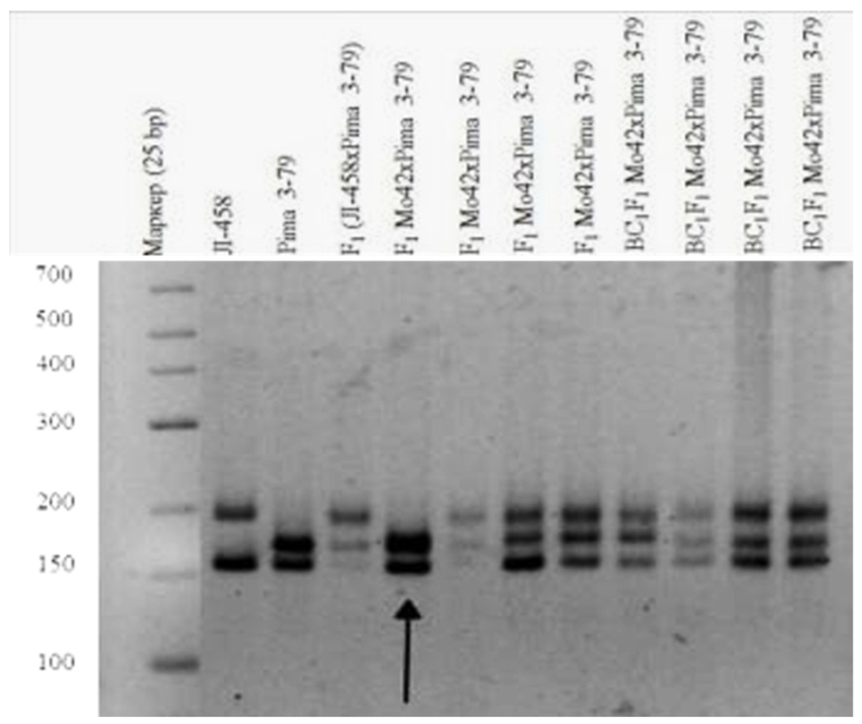 Plants 11 00542 g013