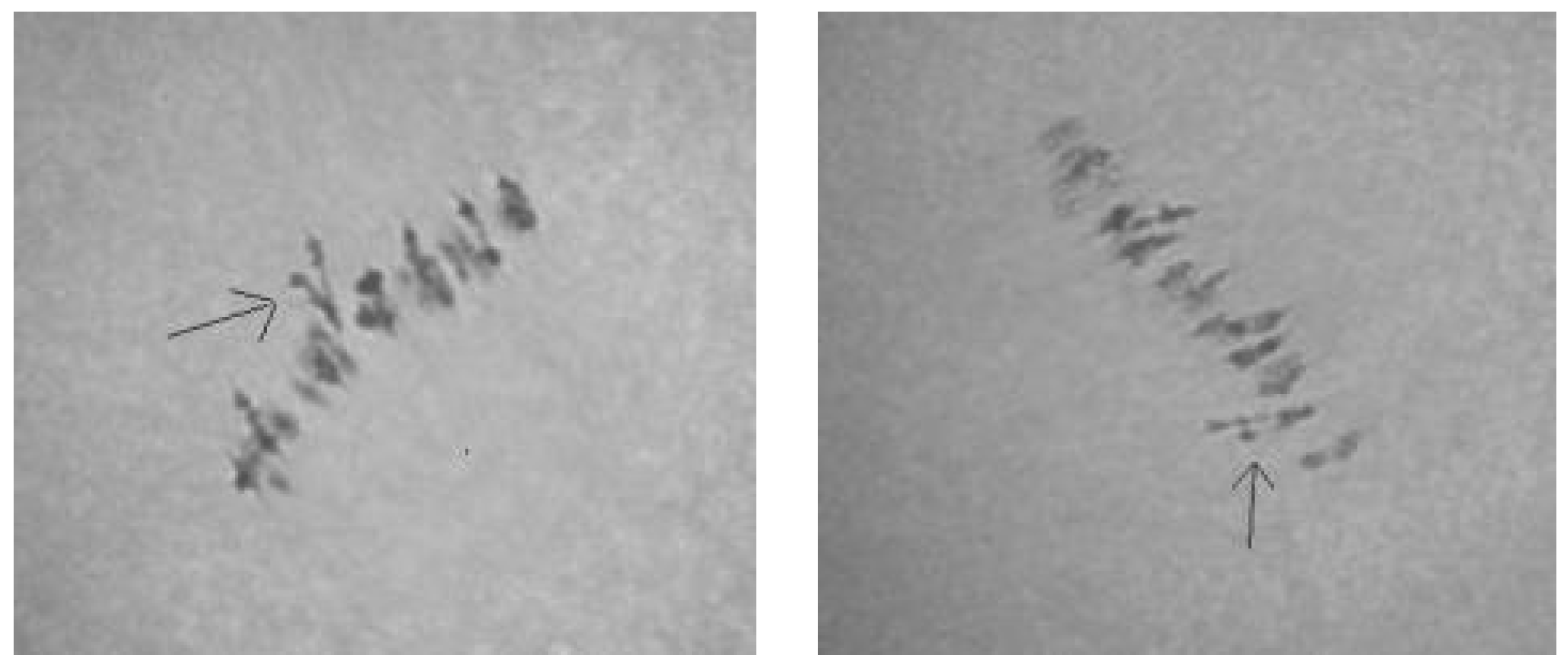 Plants 11 00542 g014