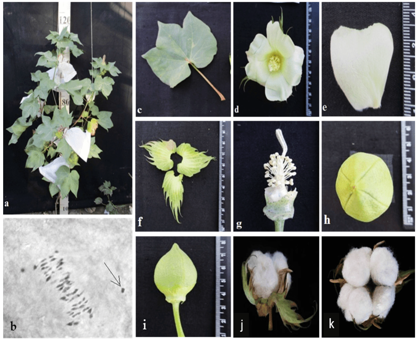 Plants 11 00542 g015