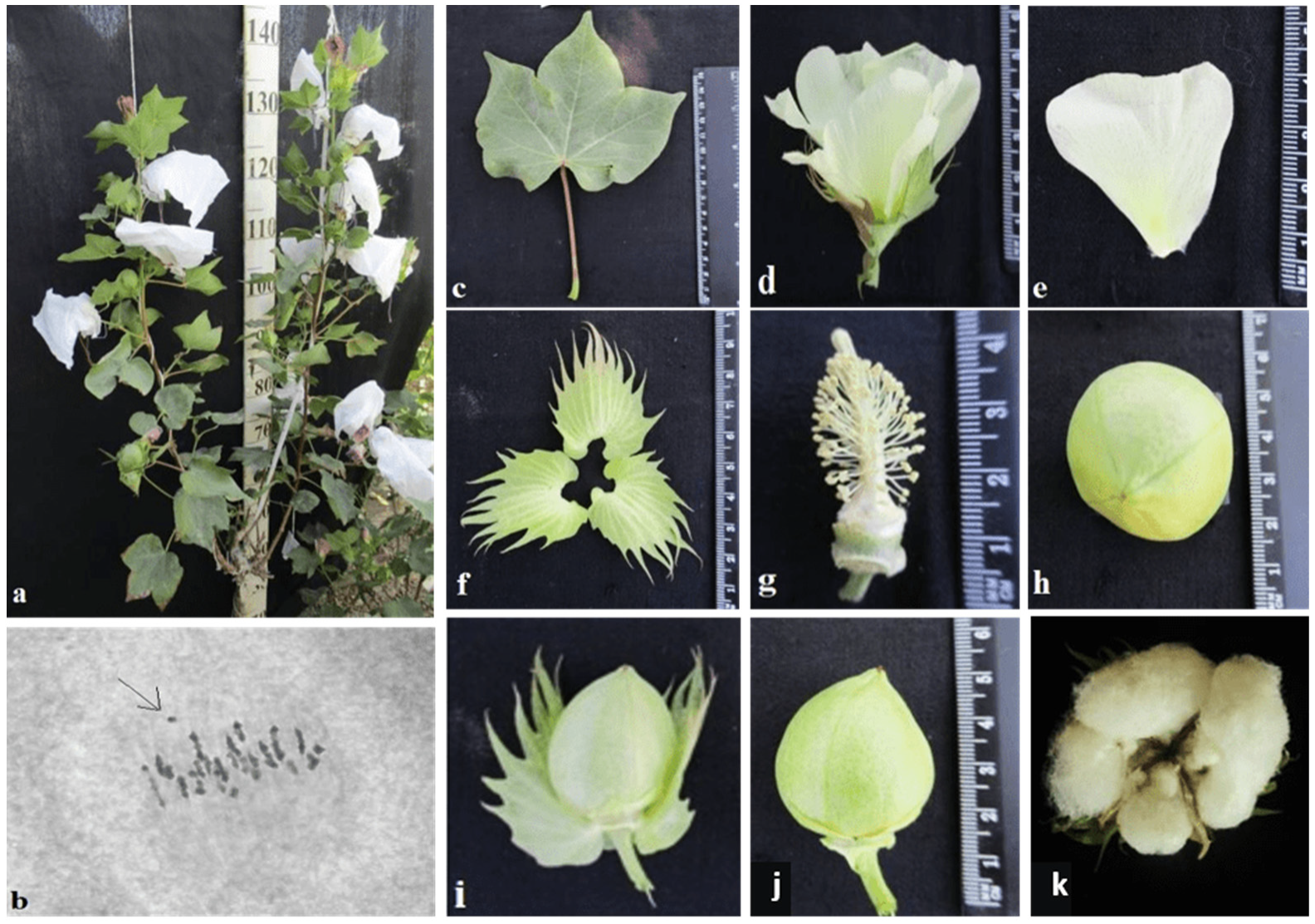 Plants 11 00542 g016