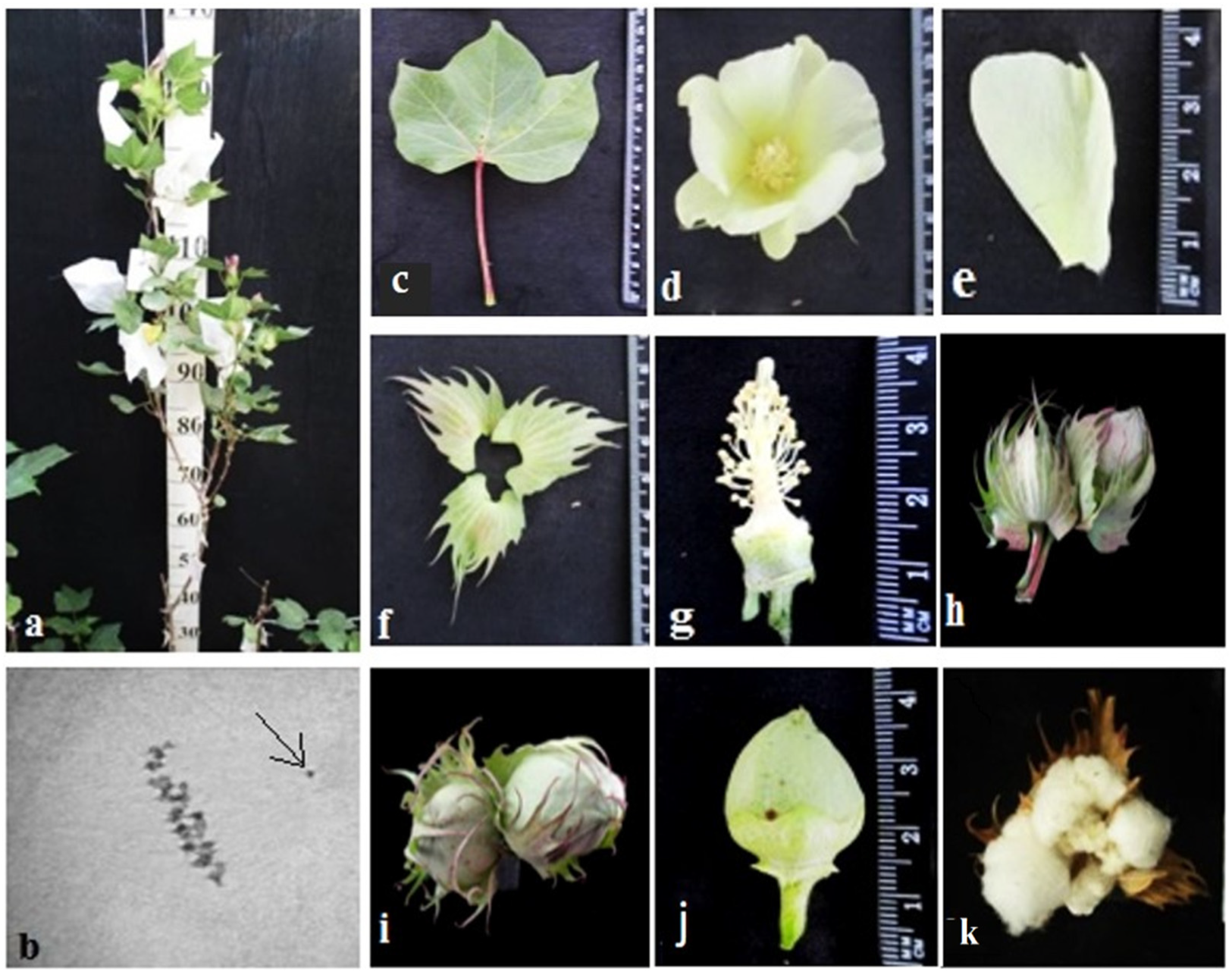 Plants 11 00542 g017