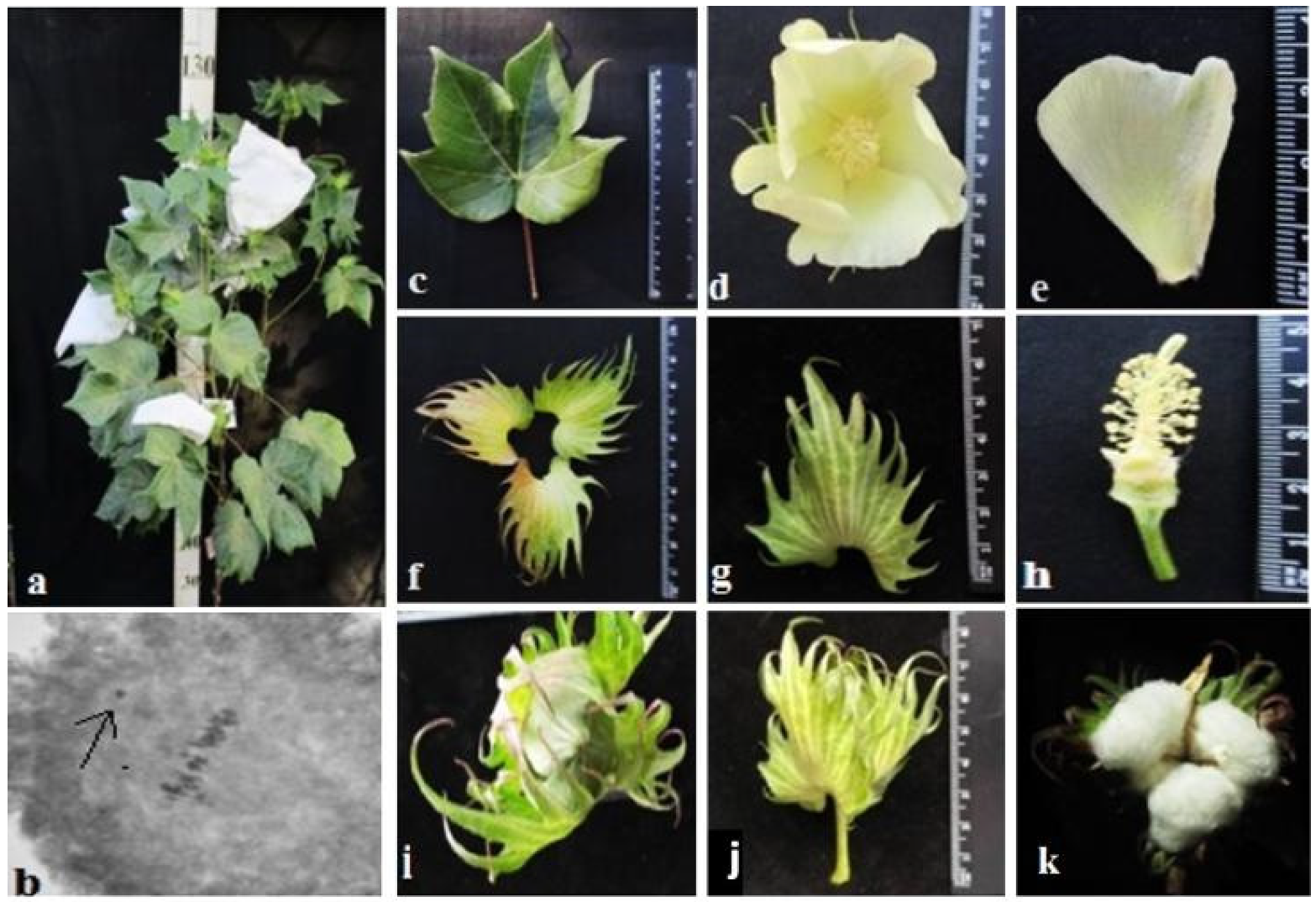 Plants 11 00542 g018