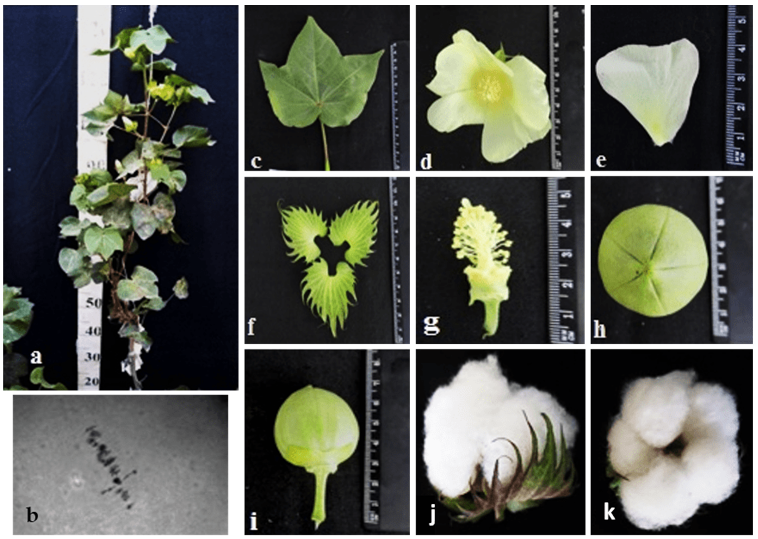 Plants 11 00542 g019