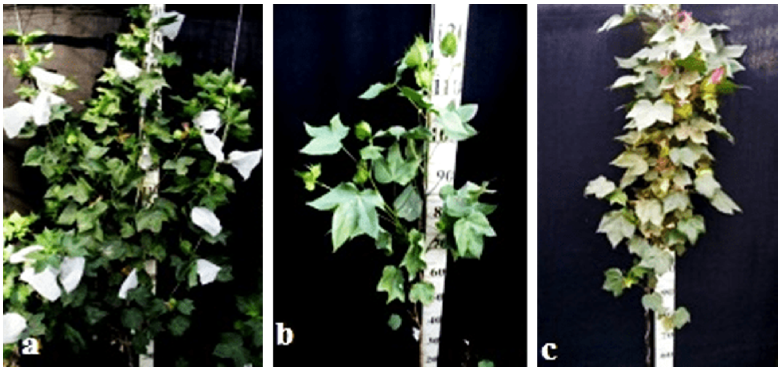 Plants 11 00542 g031