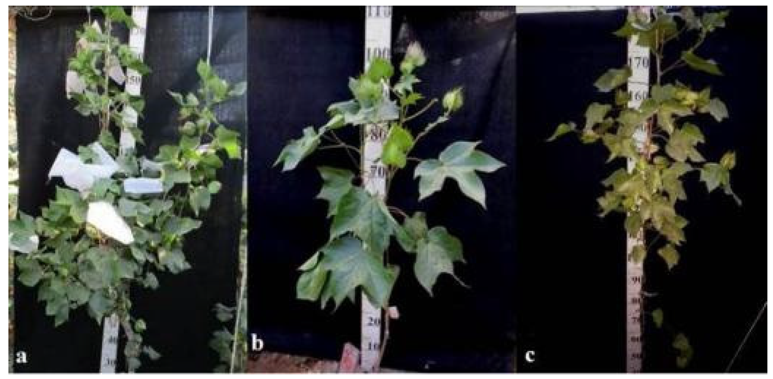 Plants 11 00542 g032