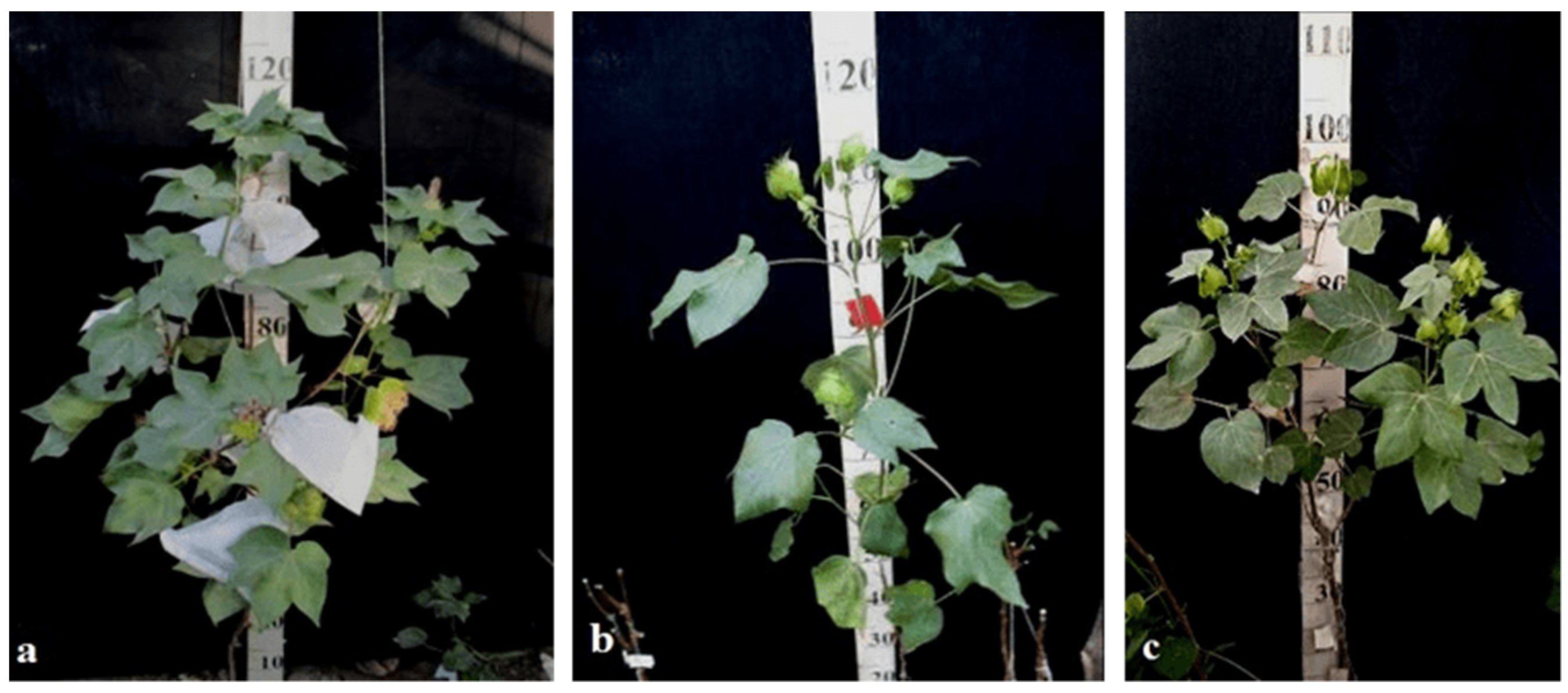 Plants 11 00542 g033