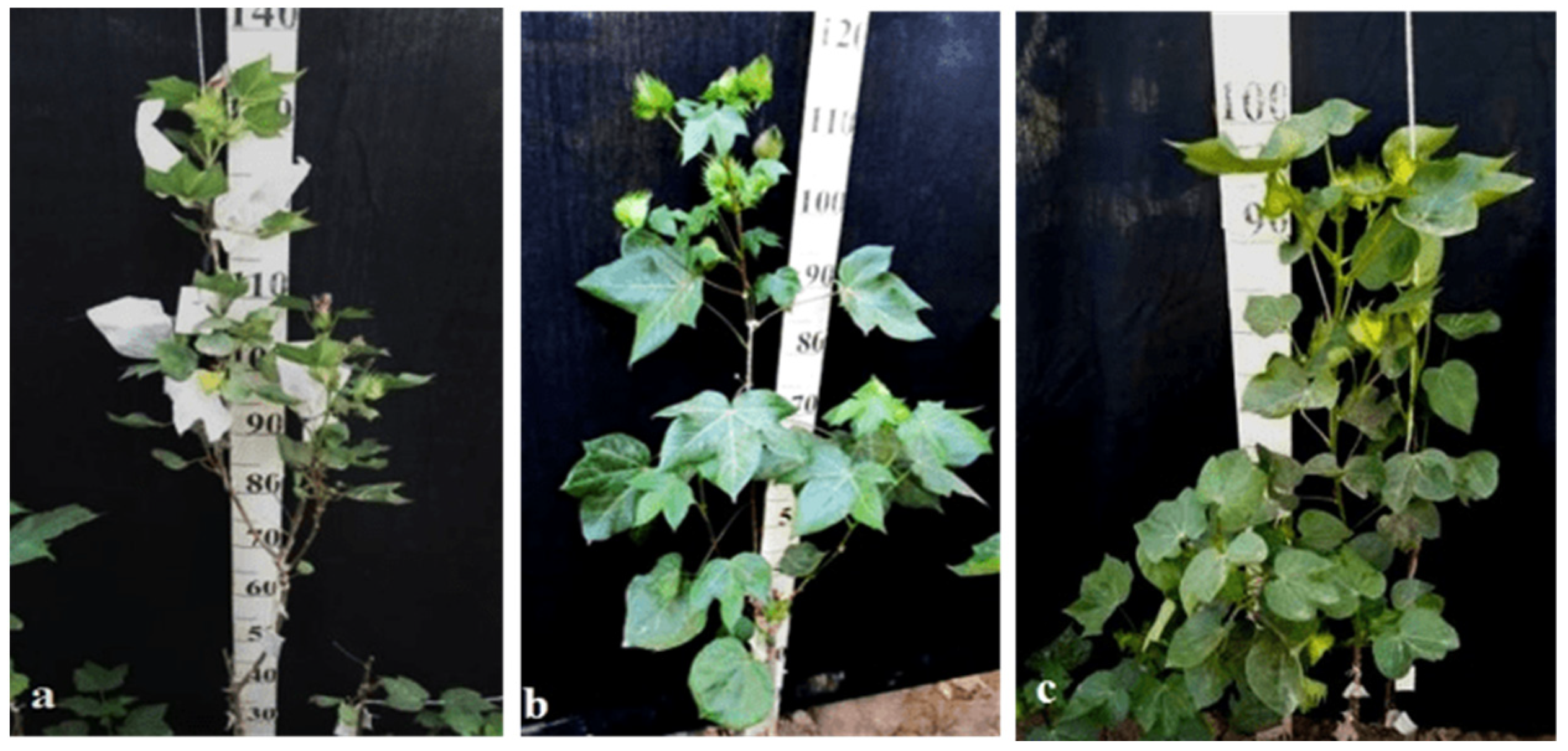 Plants 11 00542 g036