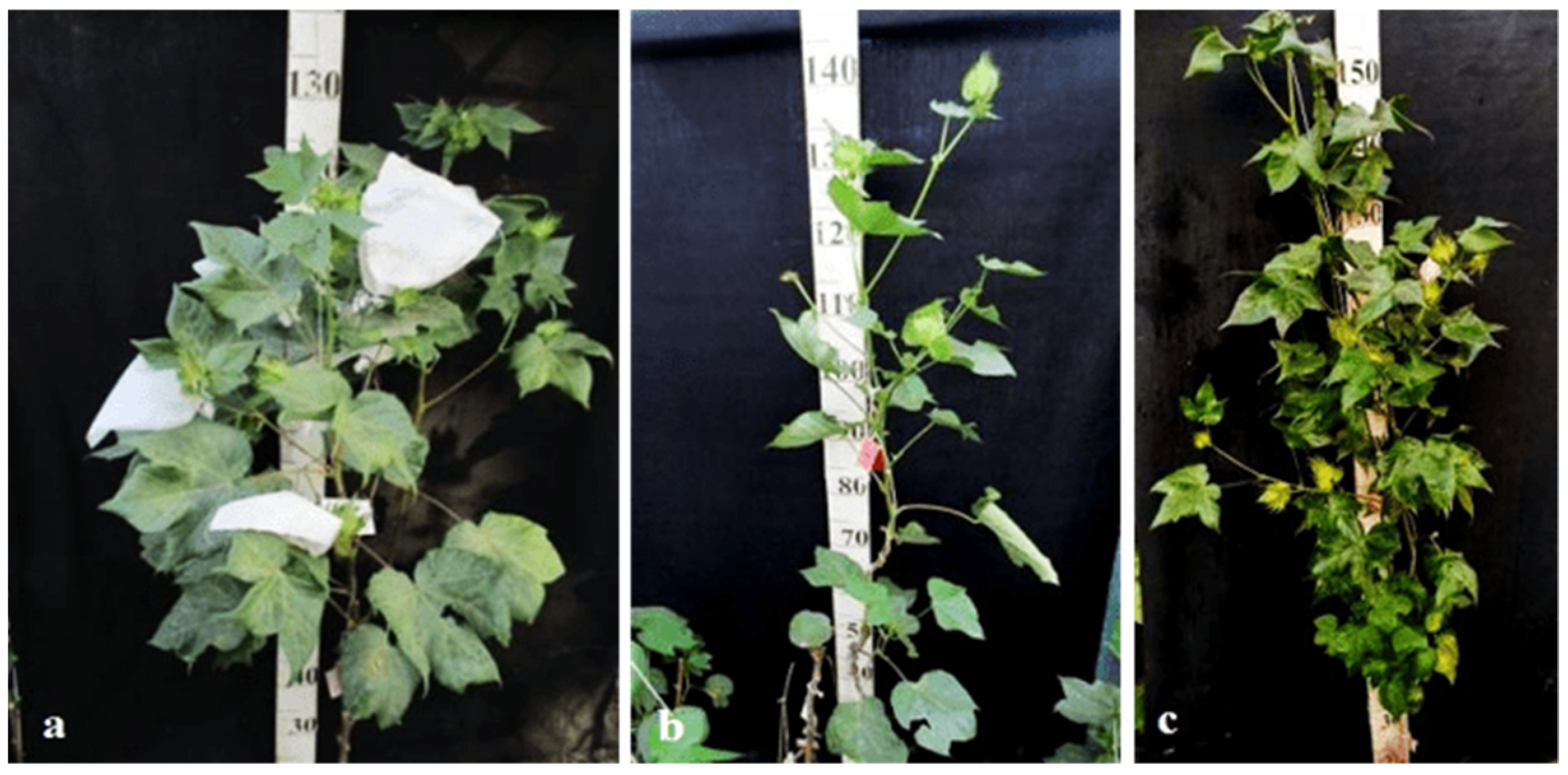 Plants 11 00542 g037