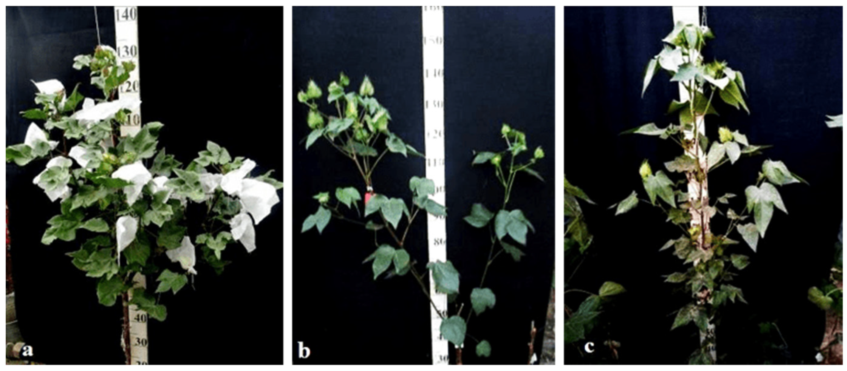 Plants 11 00542 g039