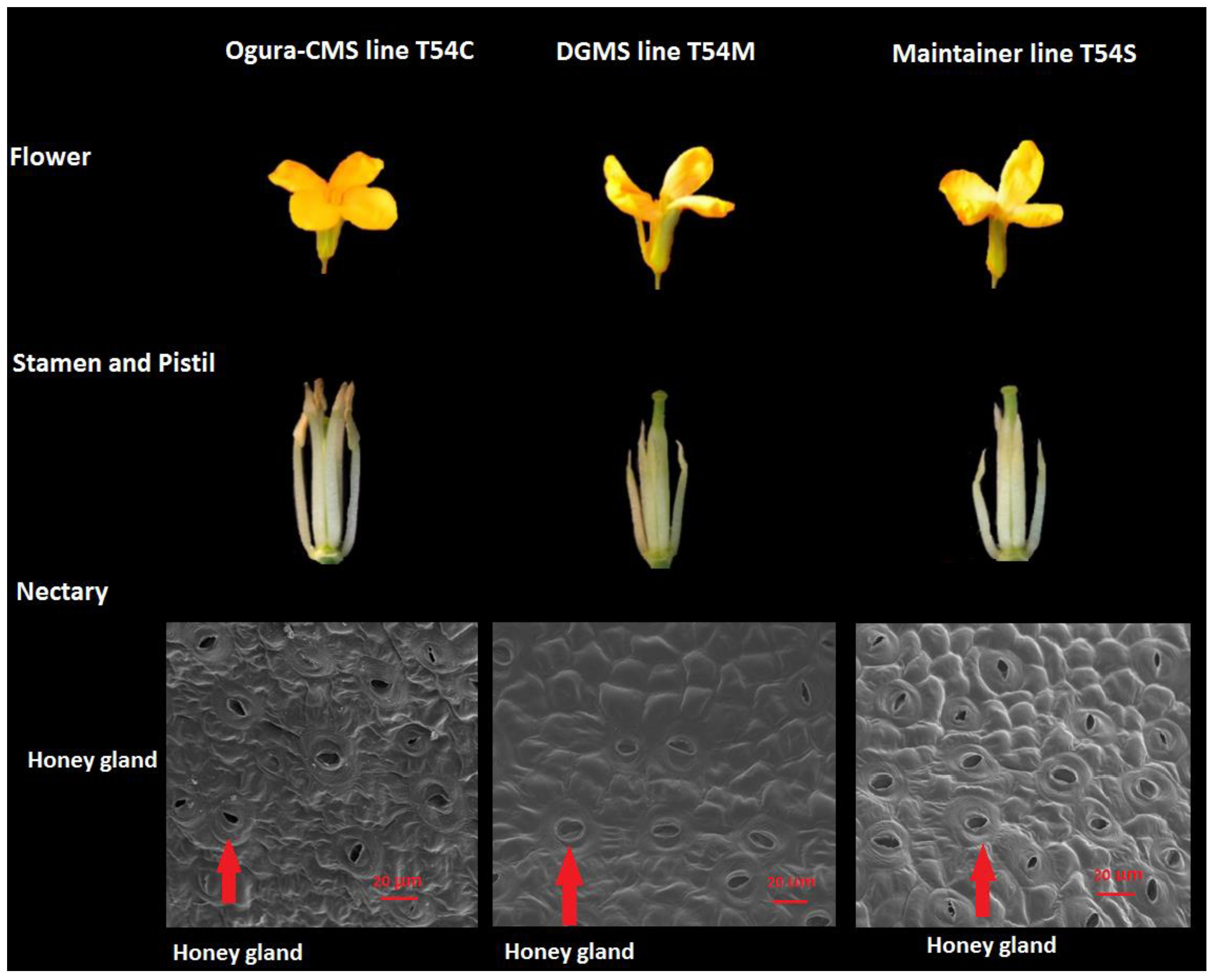 Plants 11 00561 g001
