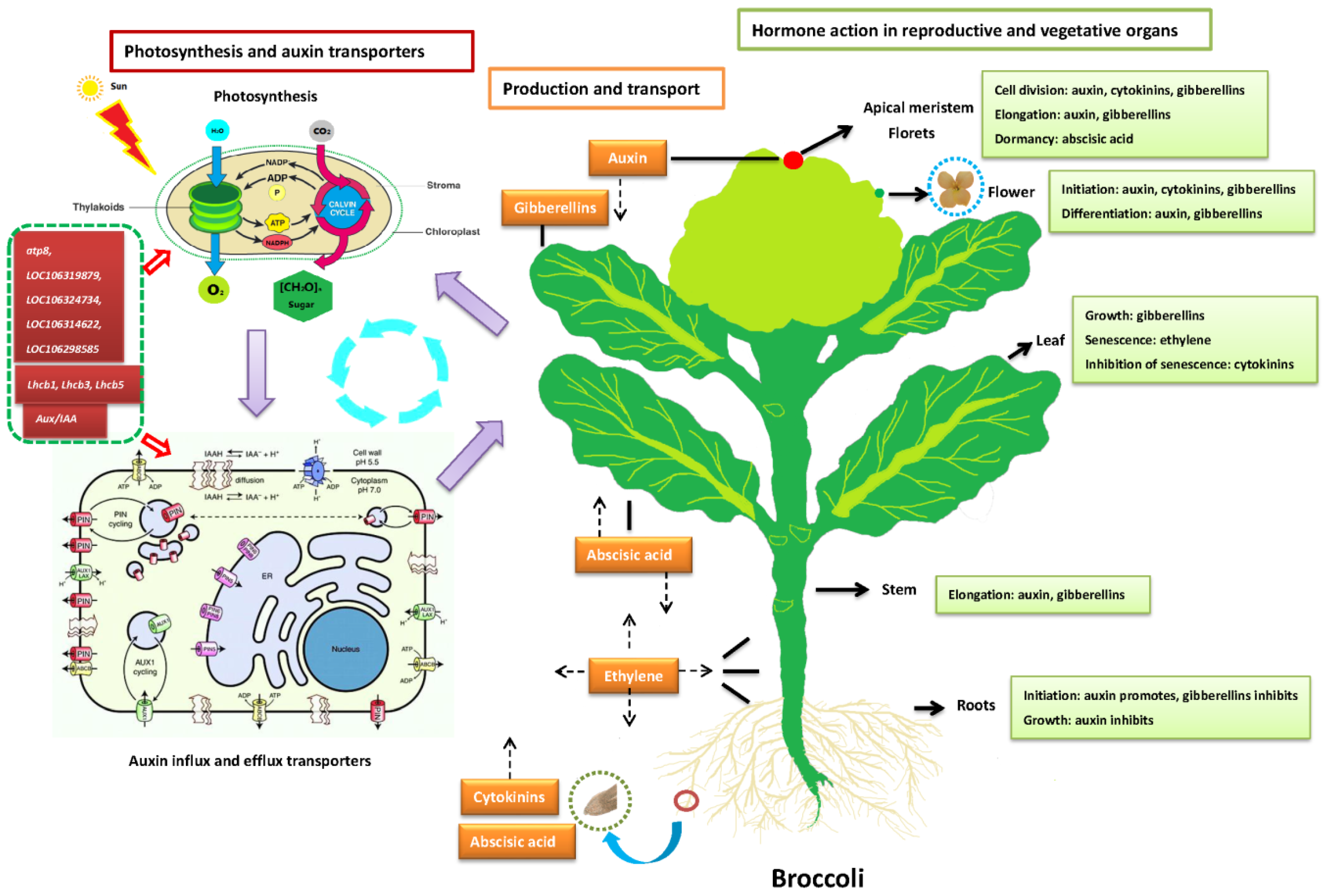 Plants 11 00561 g006