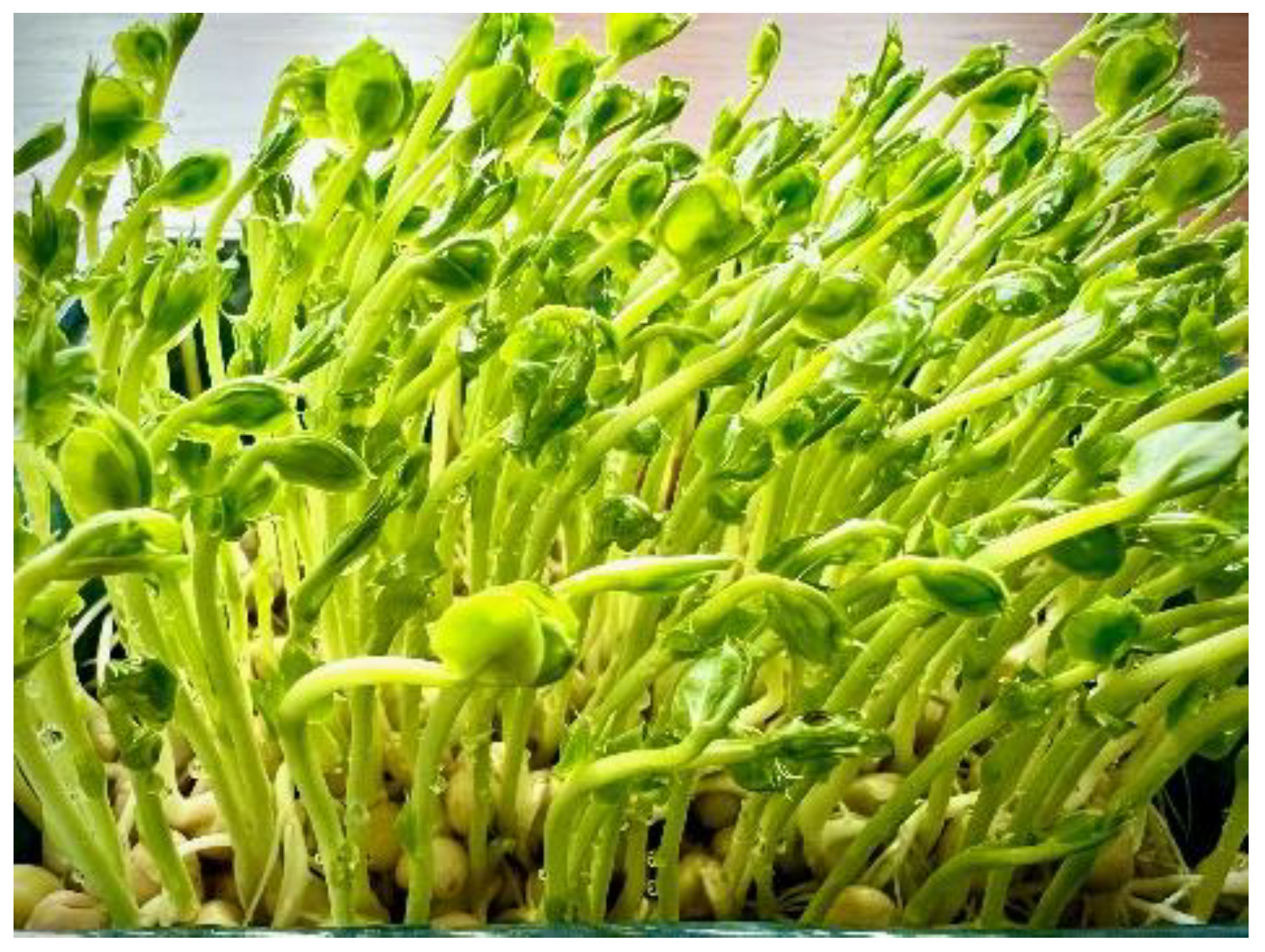 Garden cress: nutrition facts and health benefits - Nutrition and Innovation