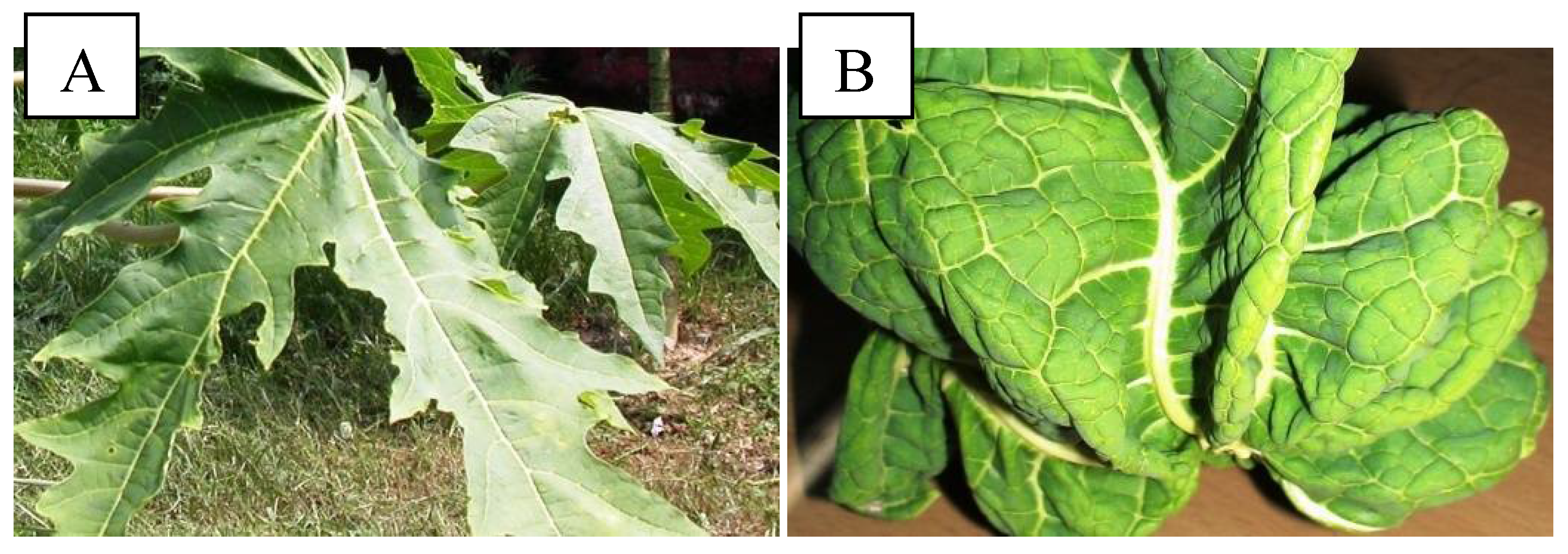 Uses of pawpaw leaves hotsell