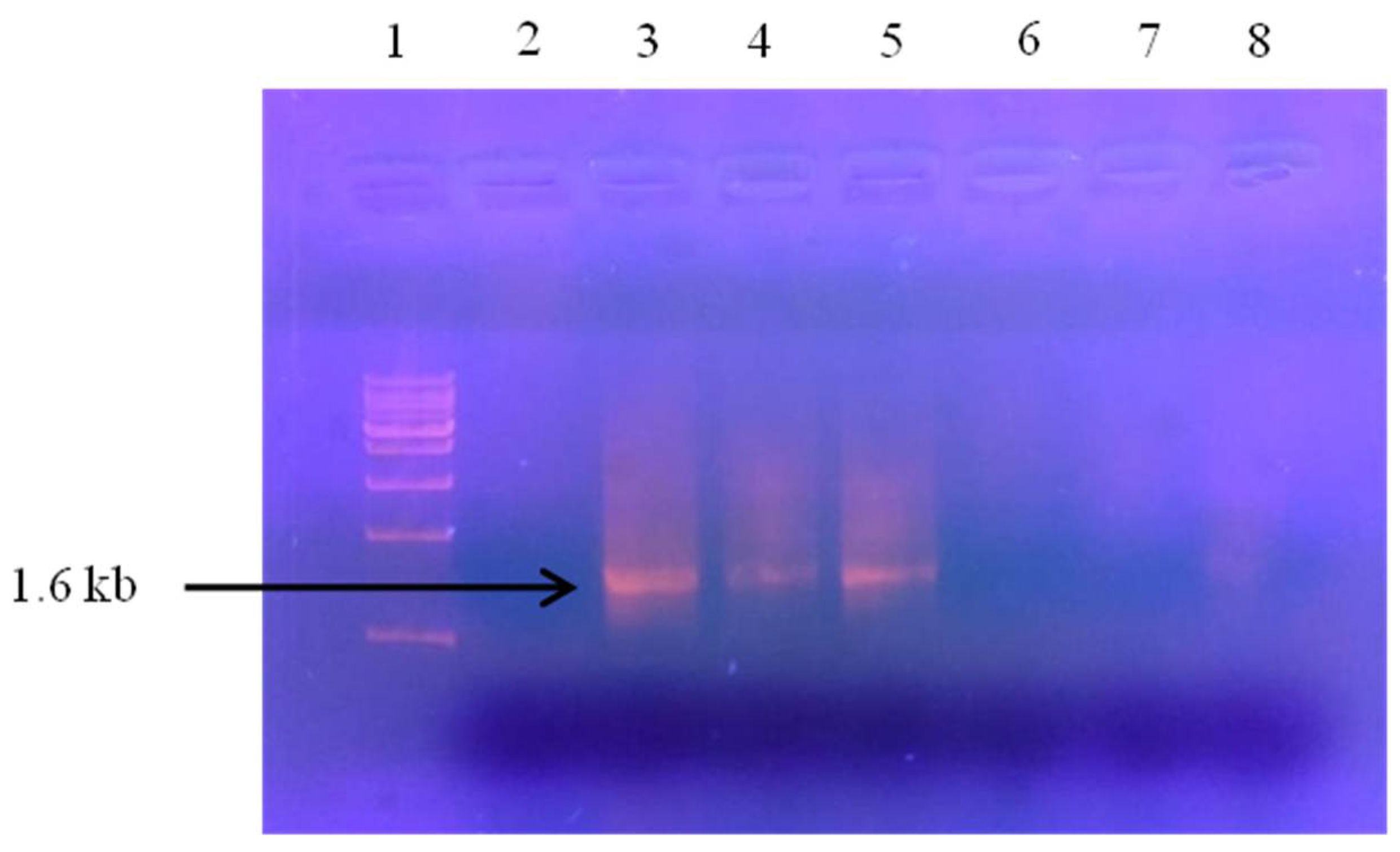 Plants 11 00579 g002