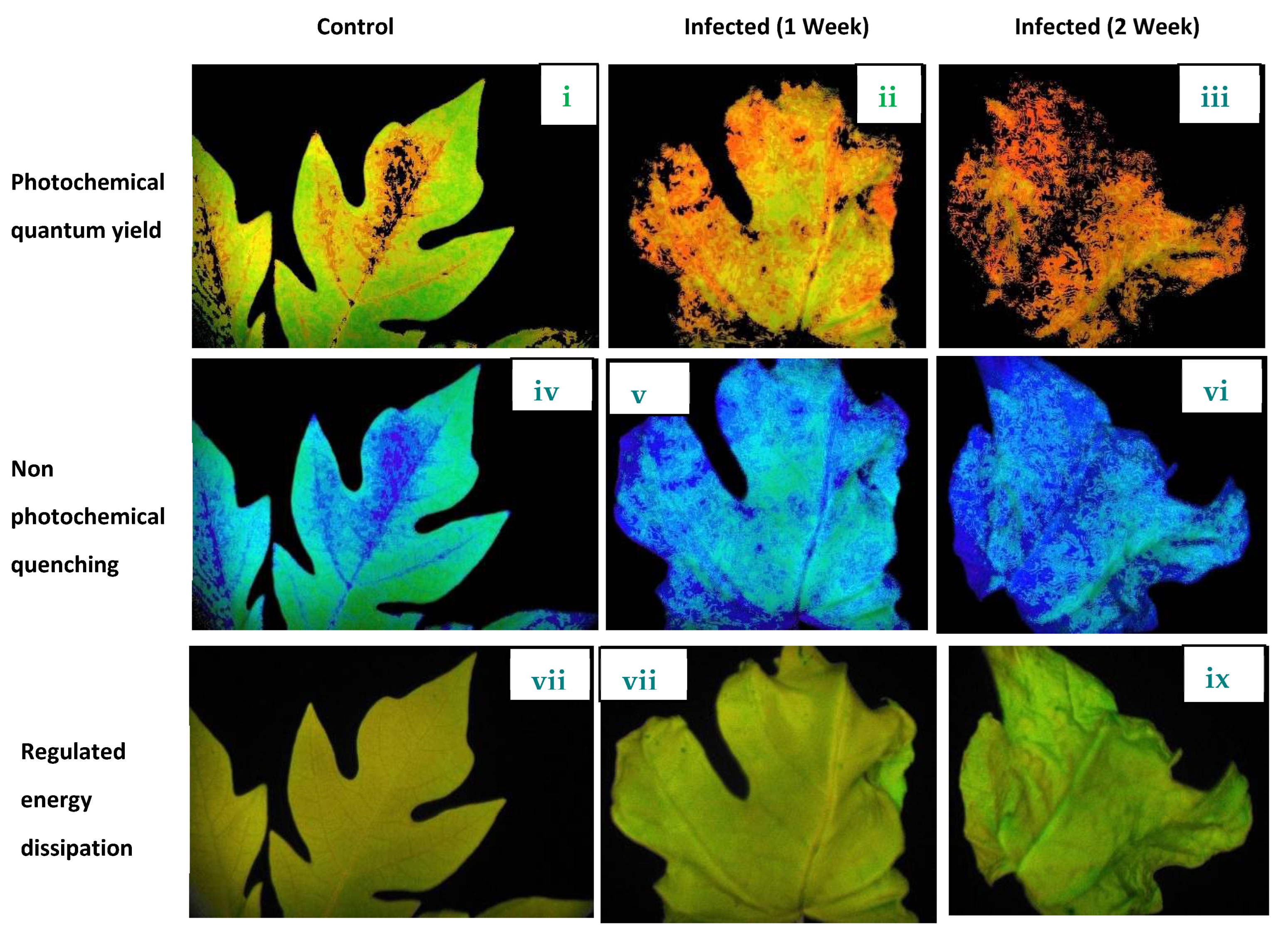 Plants 11 00579 g008