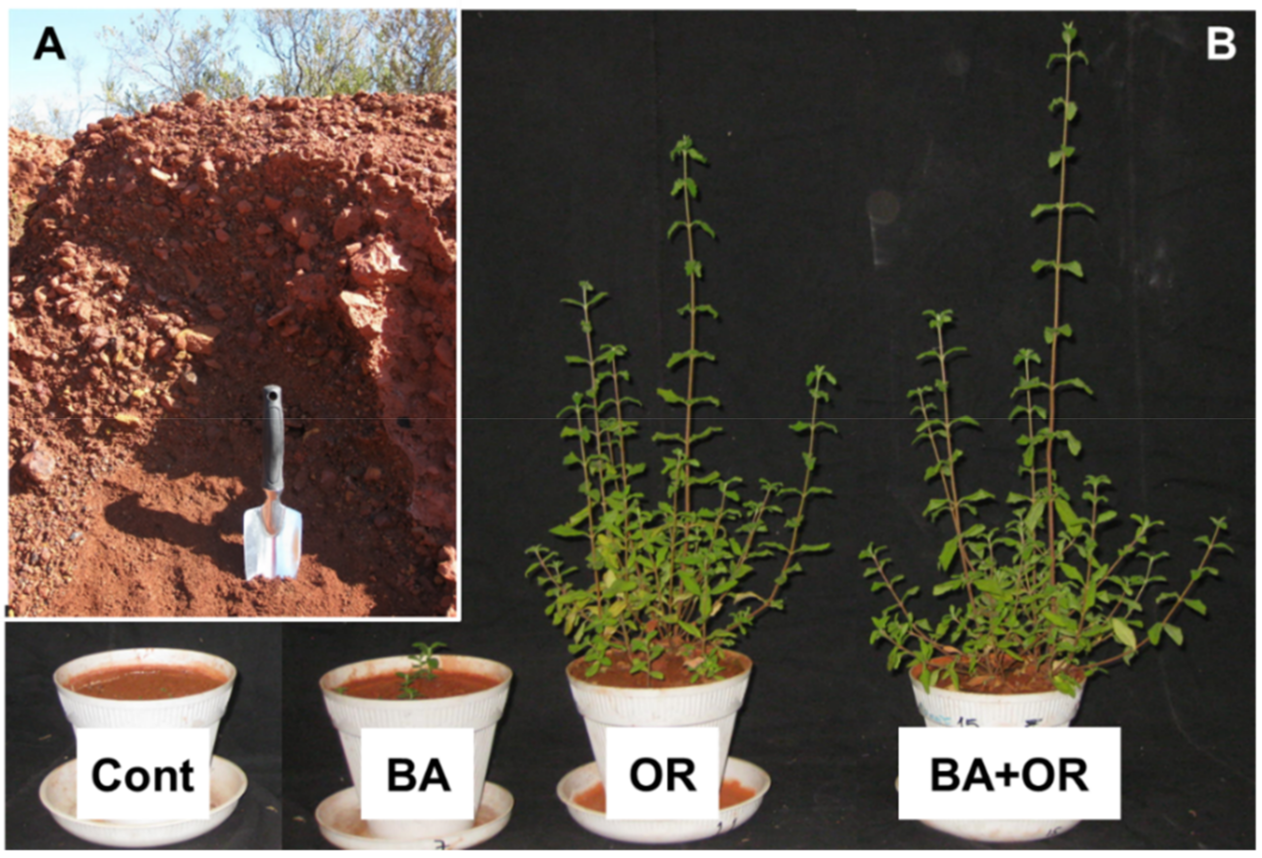 Plants 11 00588 g003 550