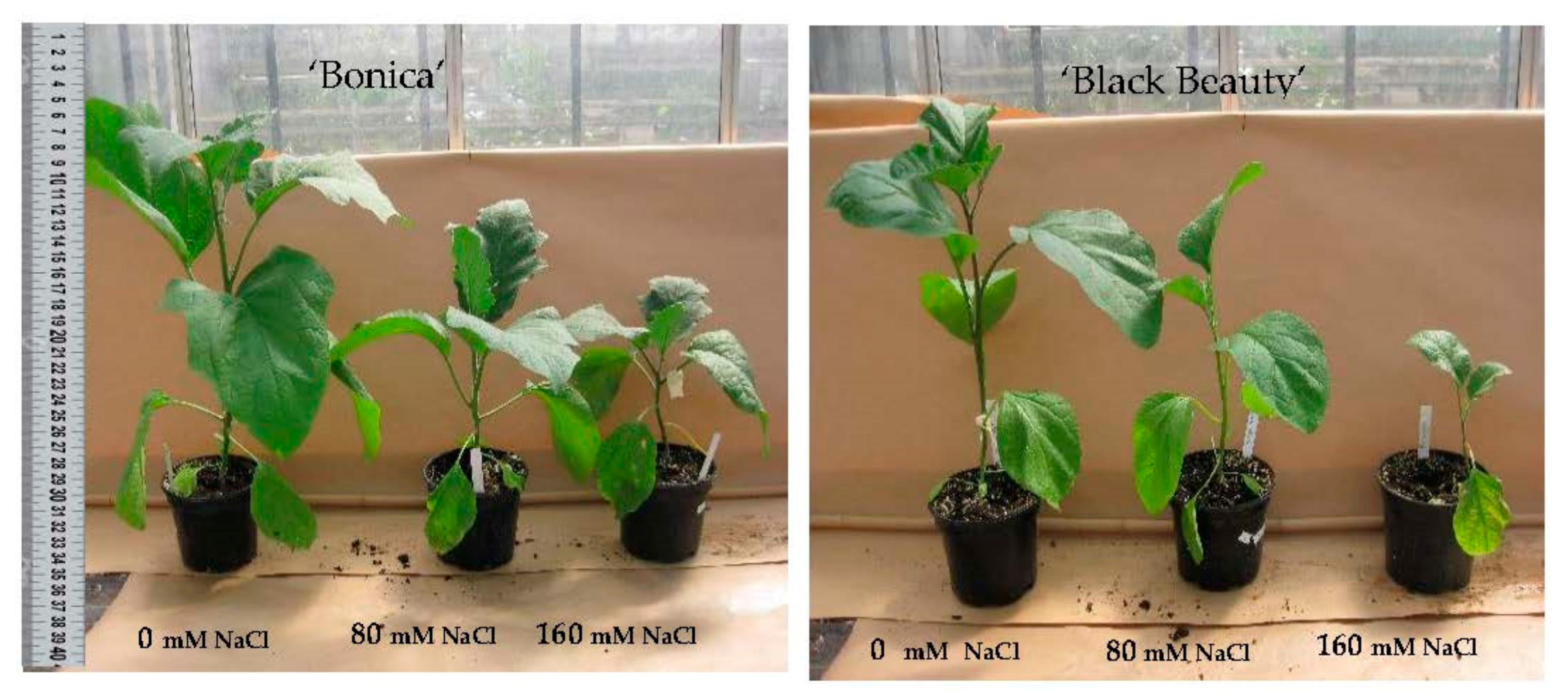 Plants 11 00590 g008