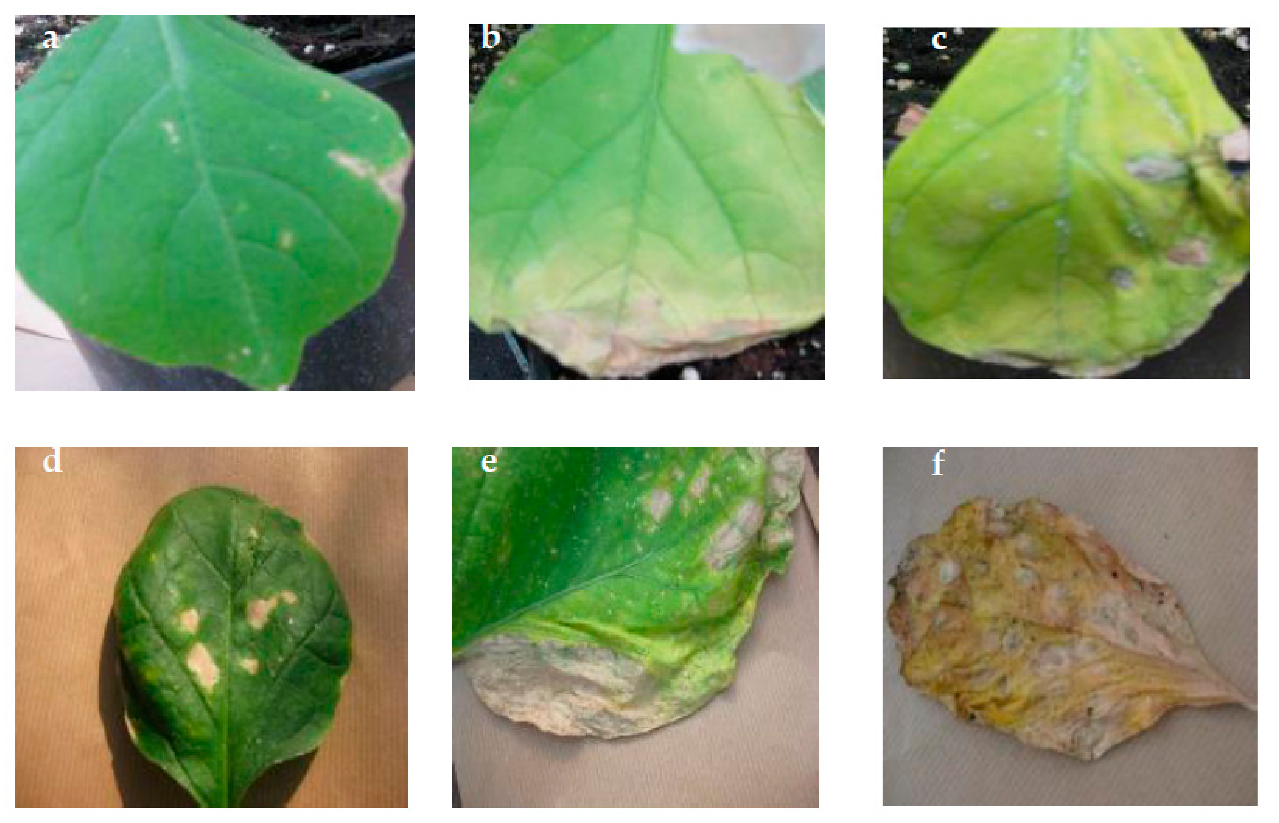 Plants 11 00590 g009