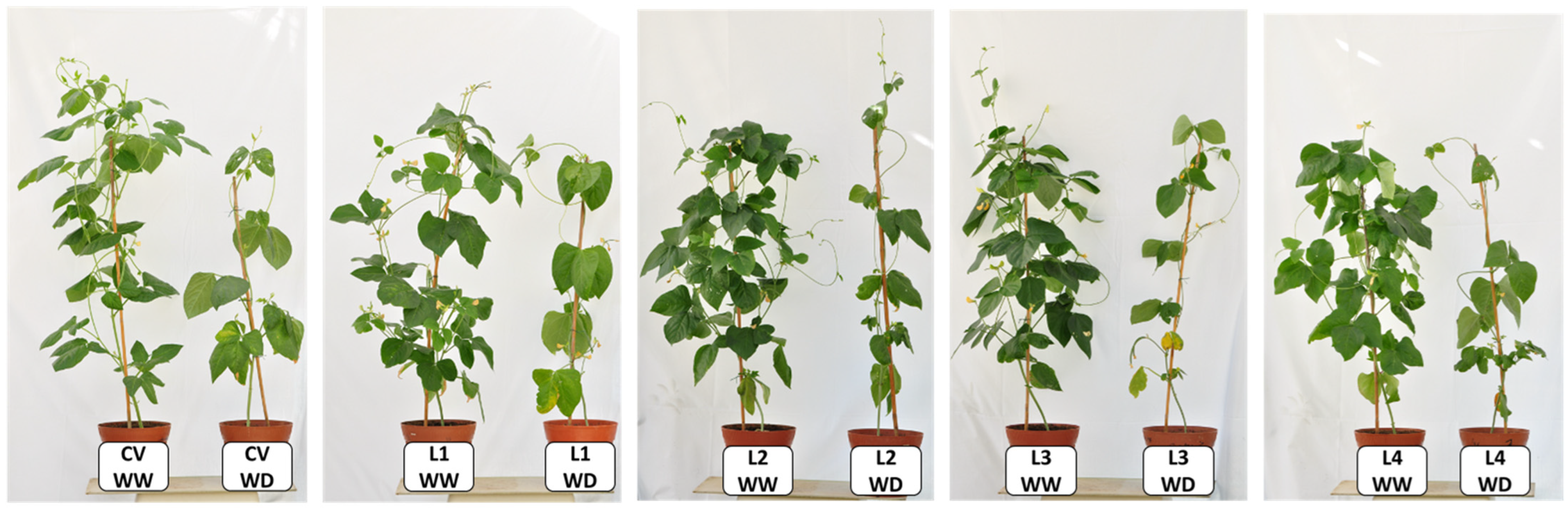 Plants 11 00593 g001