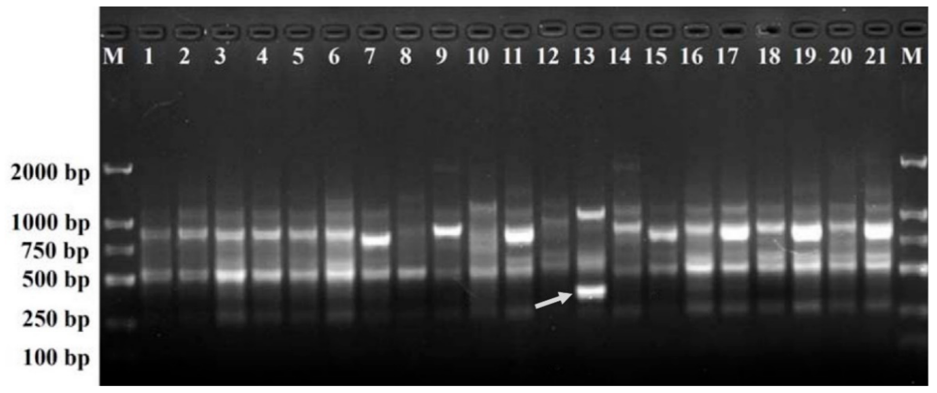 Plants 11 00604 g001 Plants 11 00604 g001