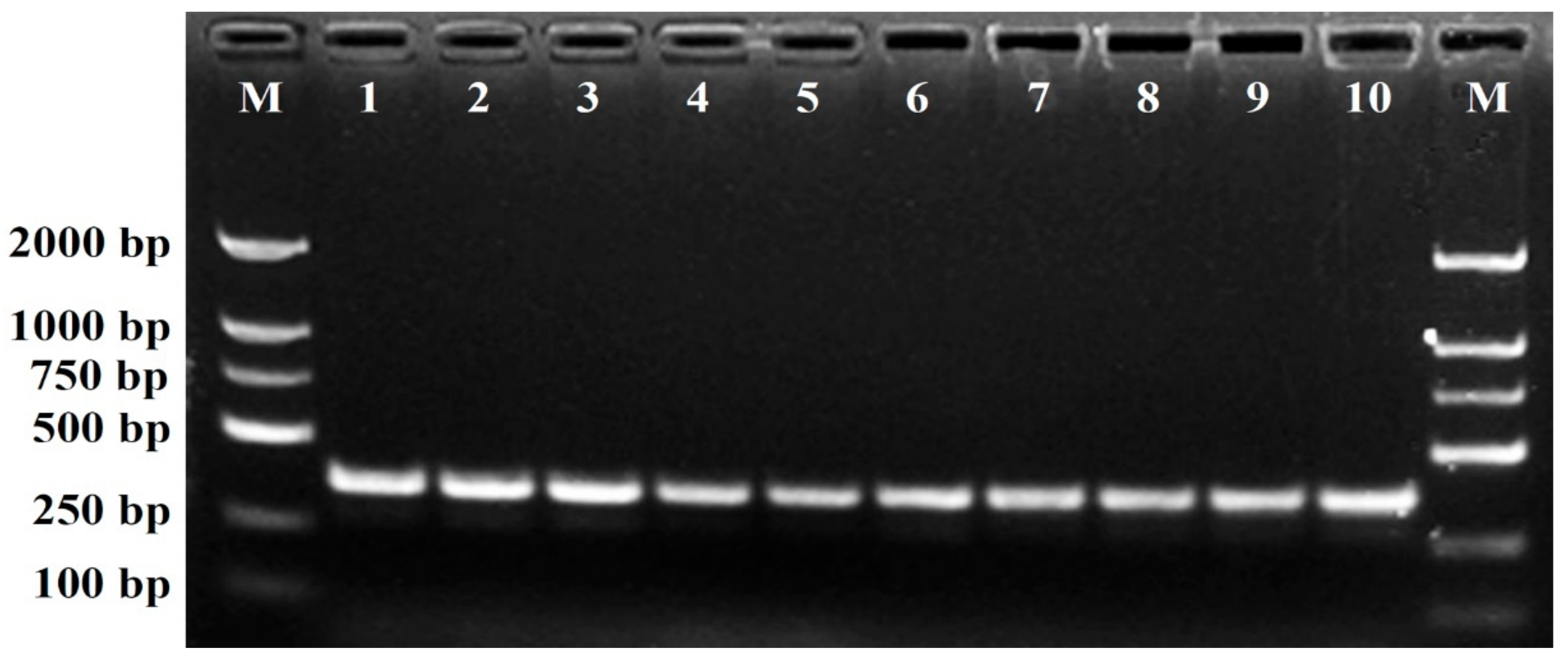 Plants 11 00604 g004 Plants 11 00604 g004