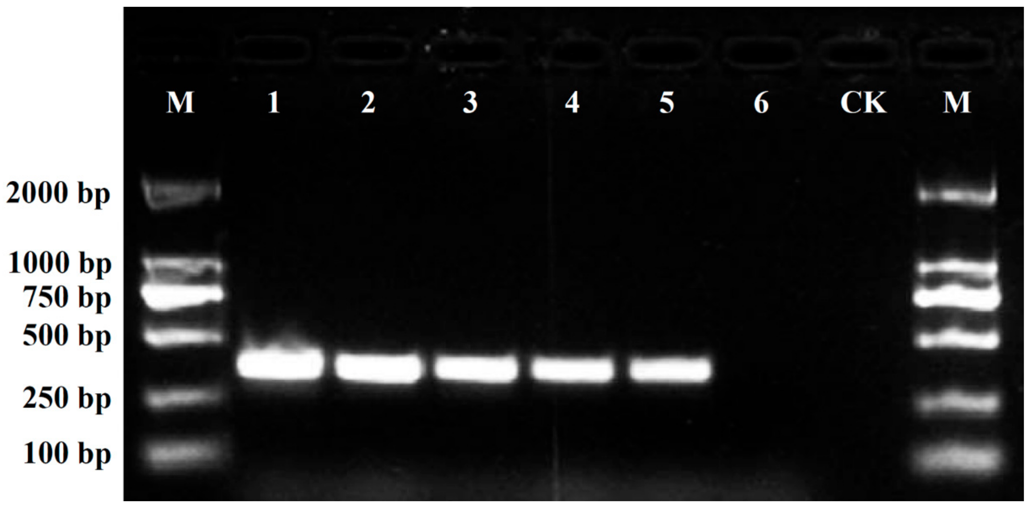 Plants 11 00604 g006 Plants 11 00604 g006