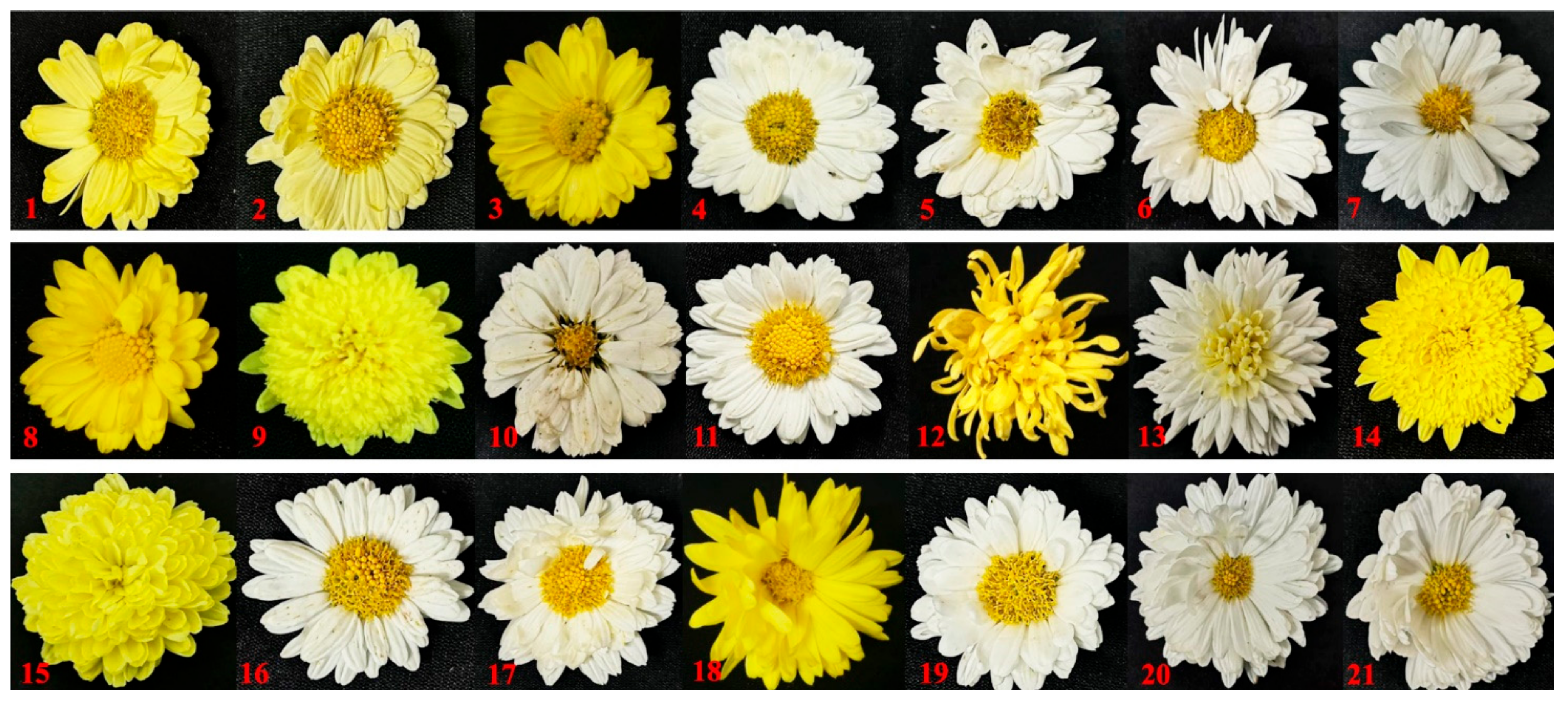 Plants 11 00604 g008 Plants 11 00604 g008