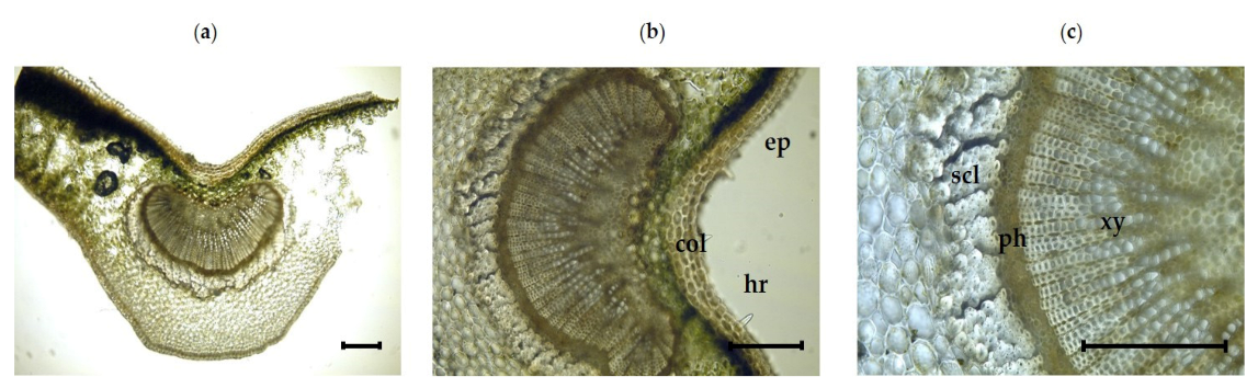 Plants 11 00617 g003 550