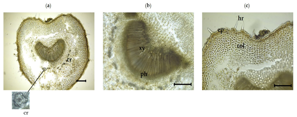 Plants 11 00617 g004 550