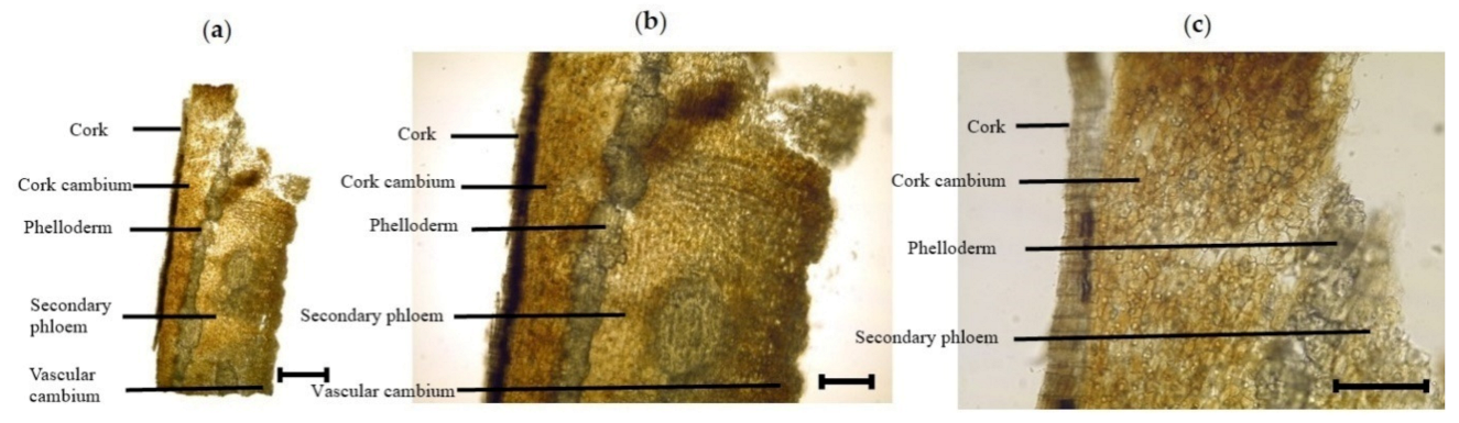 Plants 11 00617 g005 550