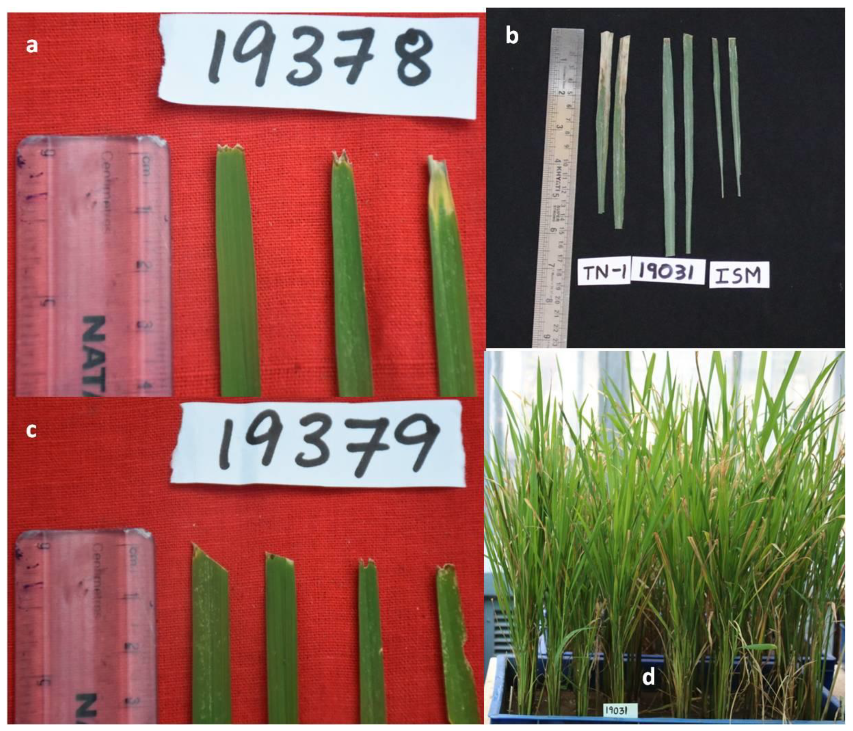 Plants 11 00622 g005