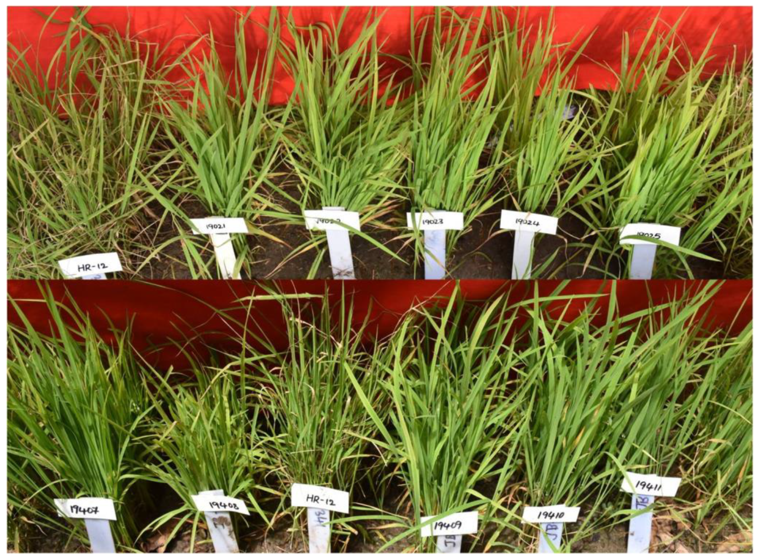 Plants 11 00622 g006