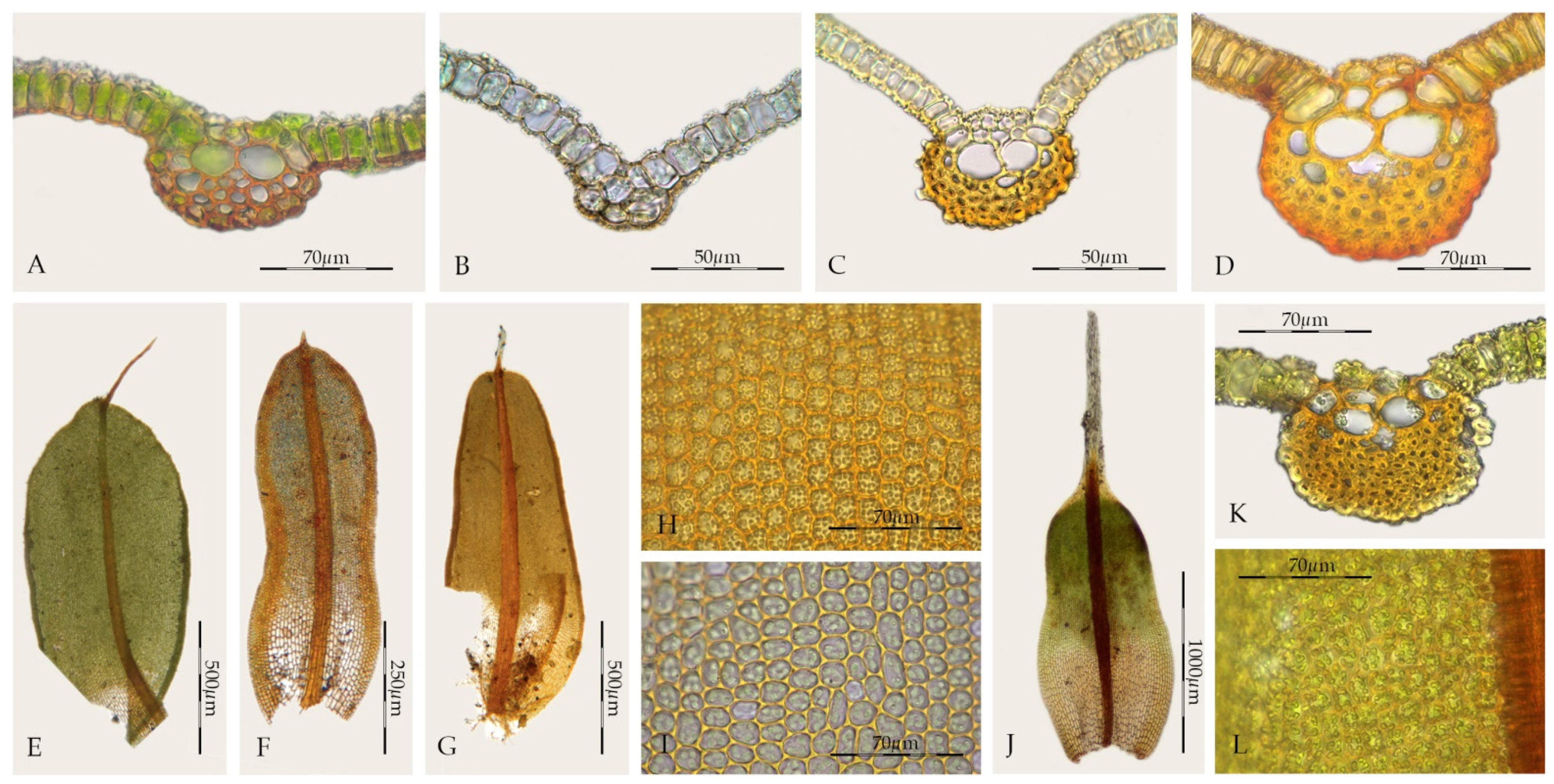 Plants 11 00626 g001 Plants 11 00626 g001