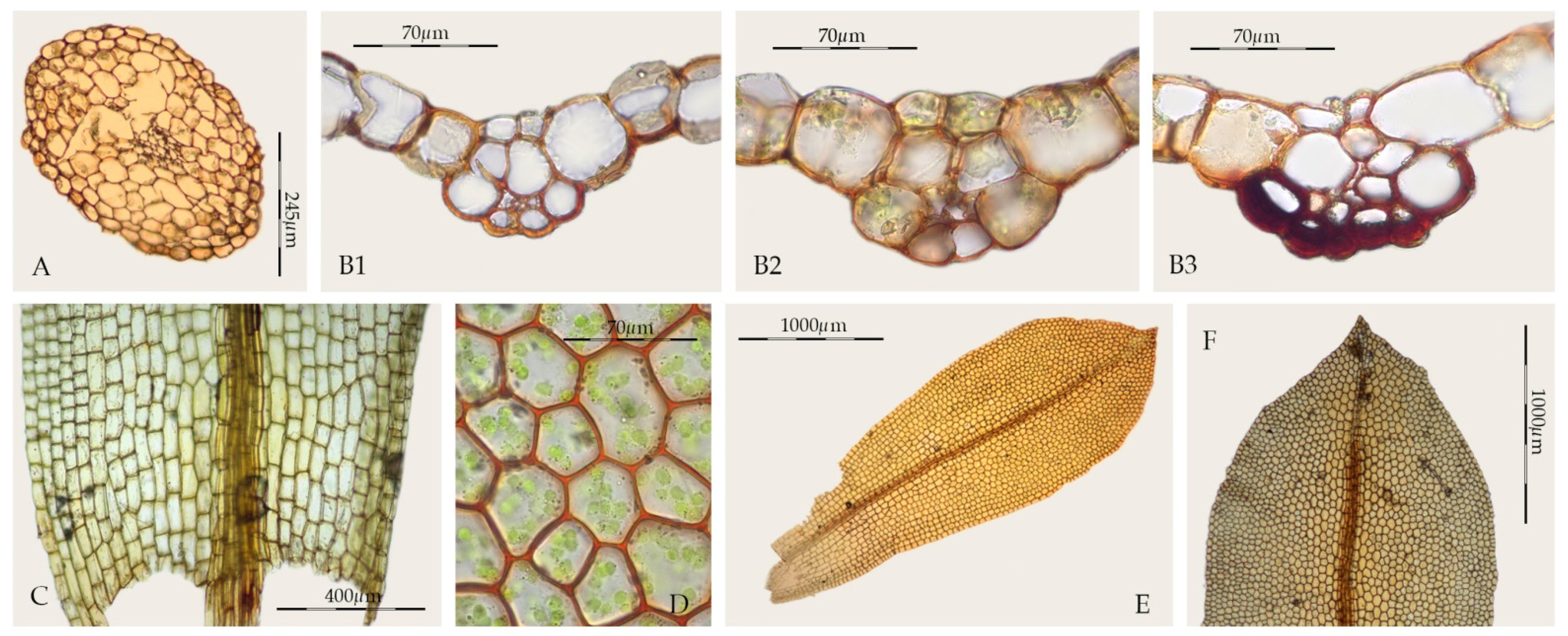 Plants 11 00626 g006 Plants 11 00626 g006