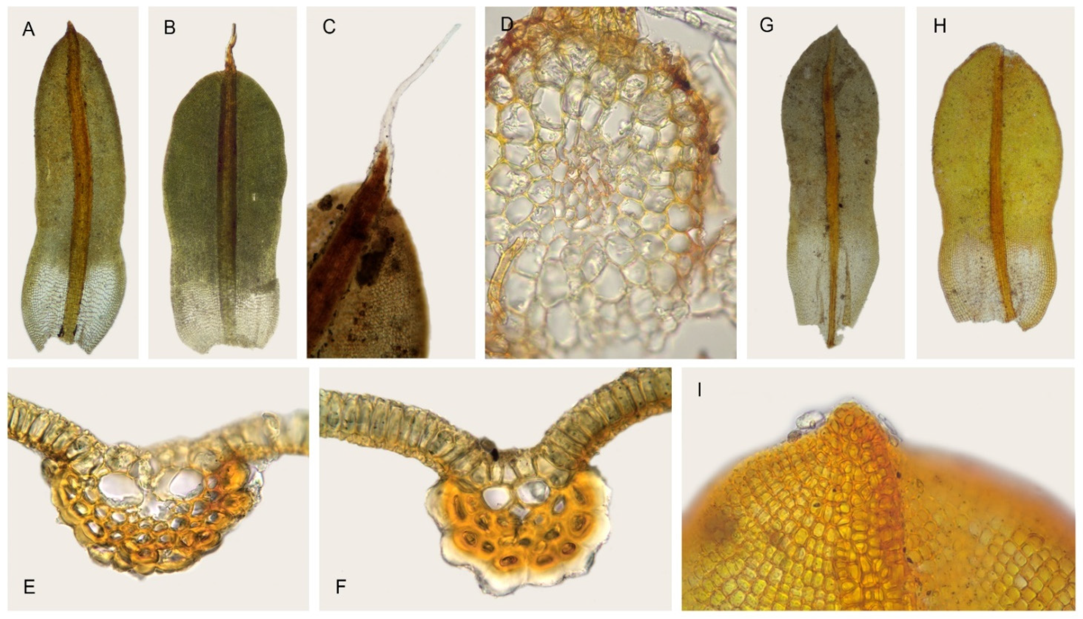 Plants 11 00626 g007 Plants 11 00626 g007