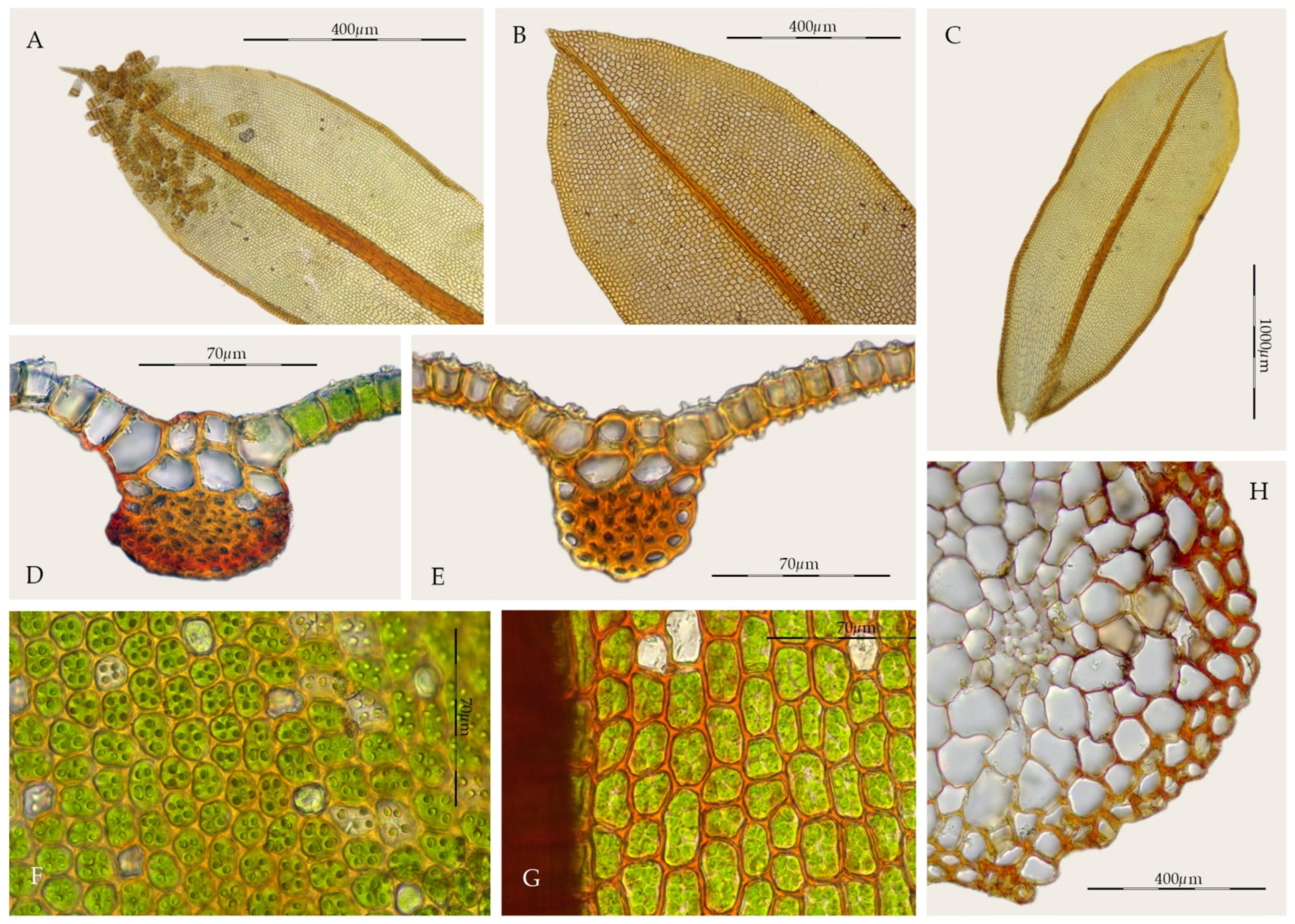 Plants 11 00626 g008 Plants 11 00626 g008