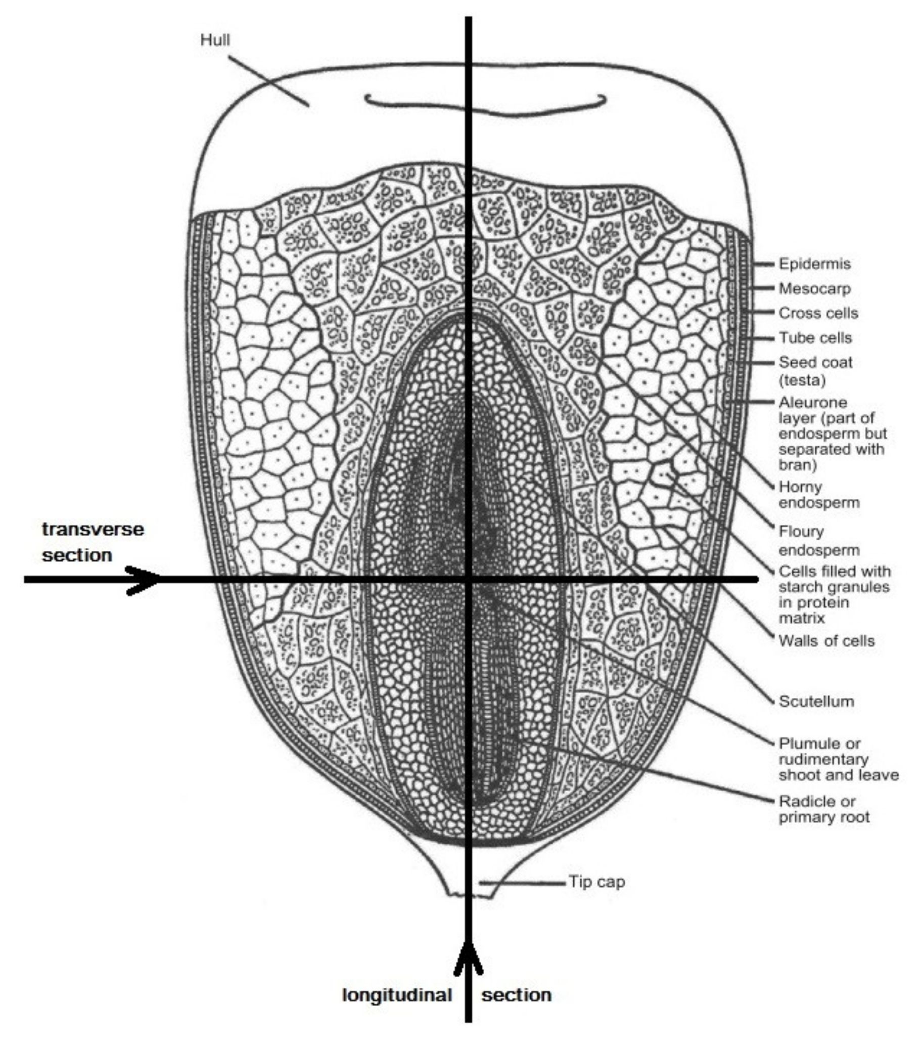 Plants 11 00630 g001