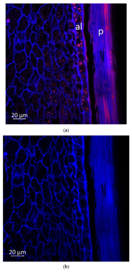 Plants Free Full Text Spatial Distribution Of Polyphenolic Compounds In Corn Grains Zea Mays L Var Pioneer Studied By Laser Confocal Microscopy And High Resolution Mass Spectrometry Html Plants Free Full Text Spatial Distribution Of Polyphenolic Compounds In Corn Grains Zea Mays L Var Pioneer Studied By Laser Confocal Microscopy And High Resolution Mass Spectrometry Html