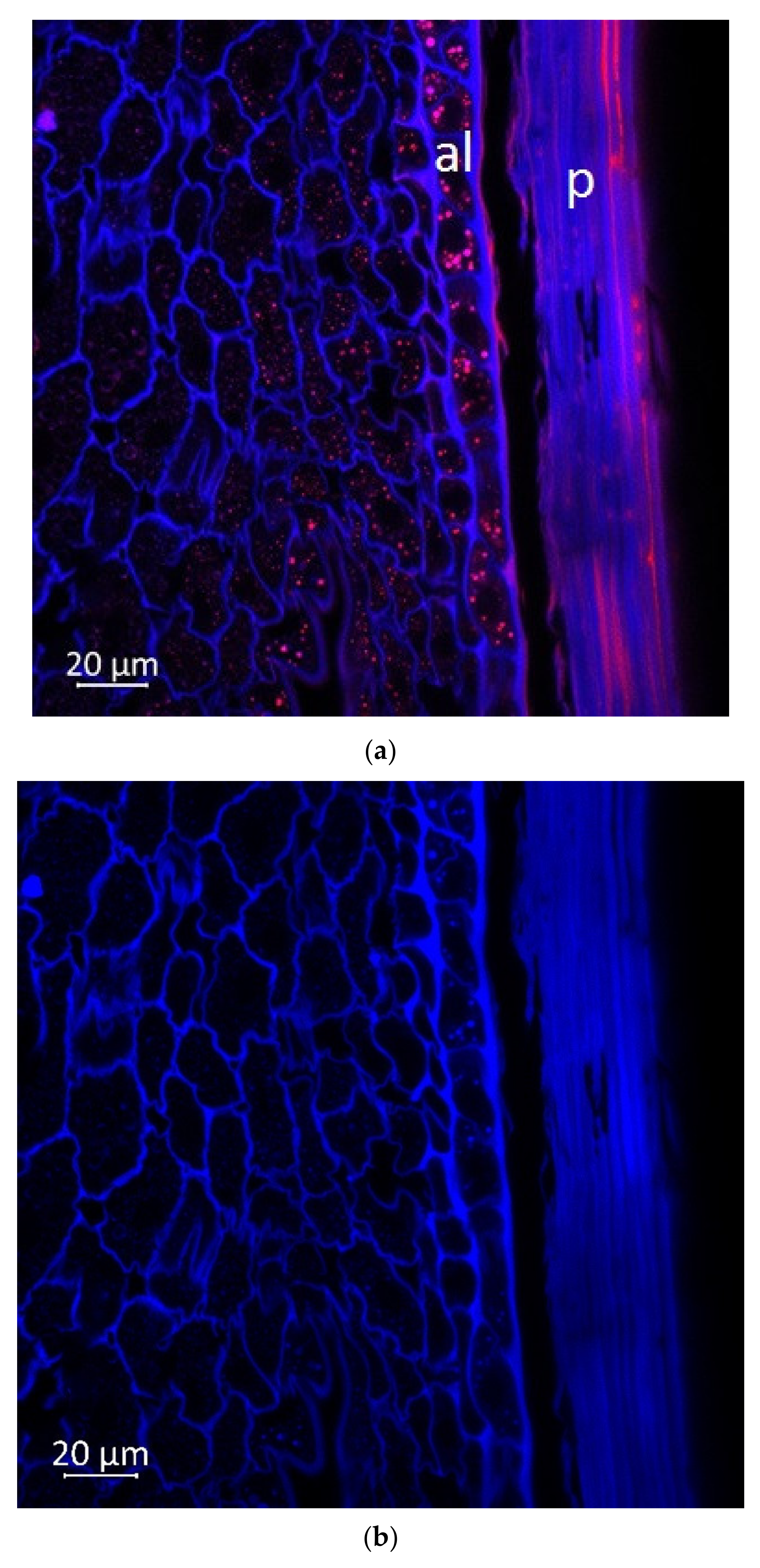 Plants 11 00630 g005a