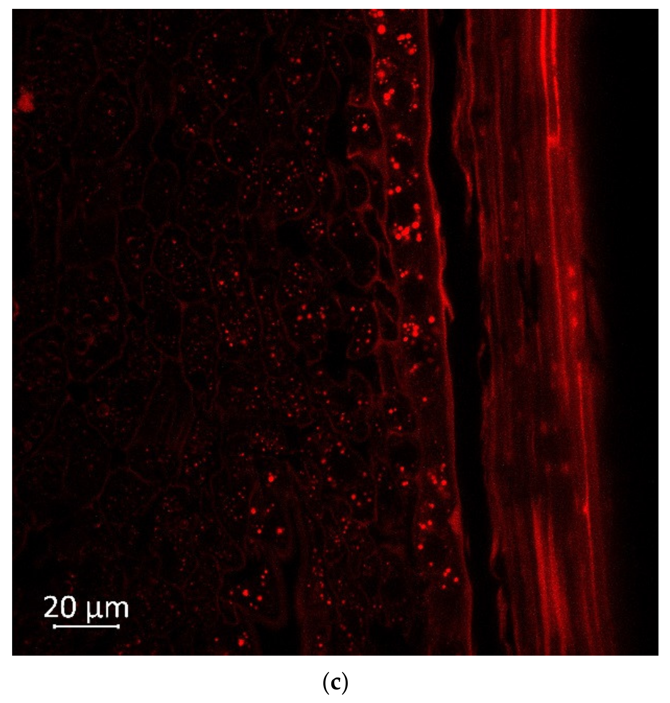 Plants 11 00630 g005b