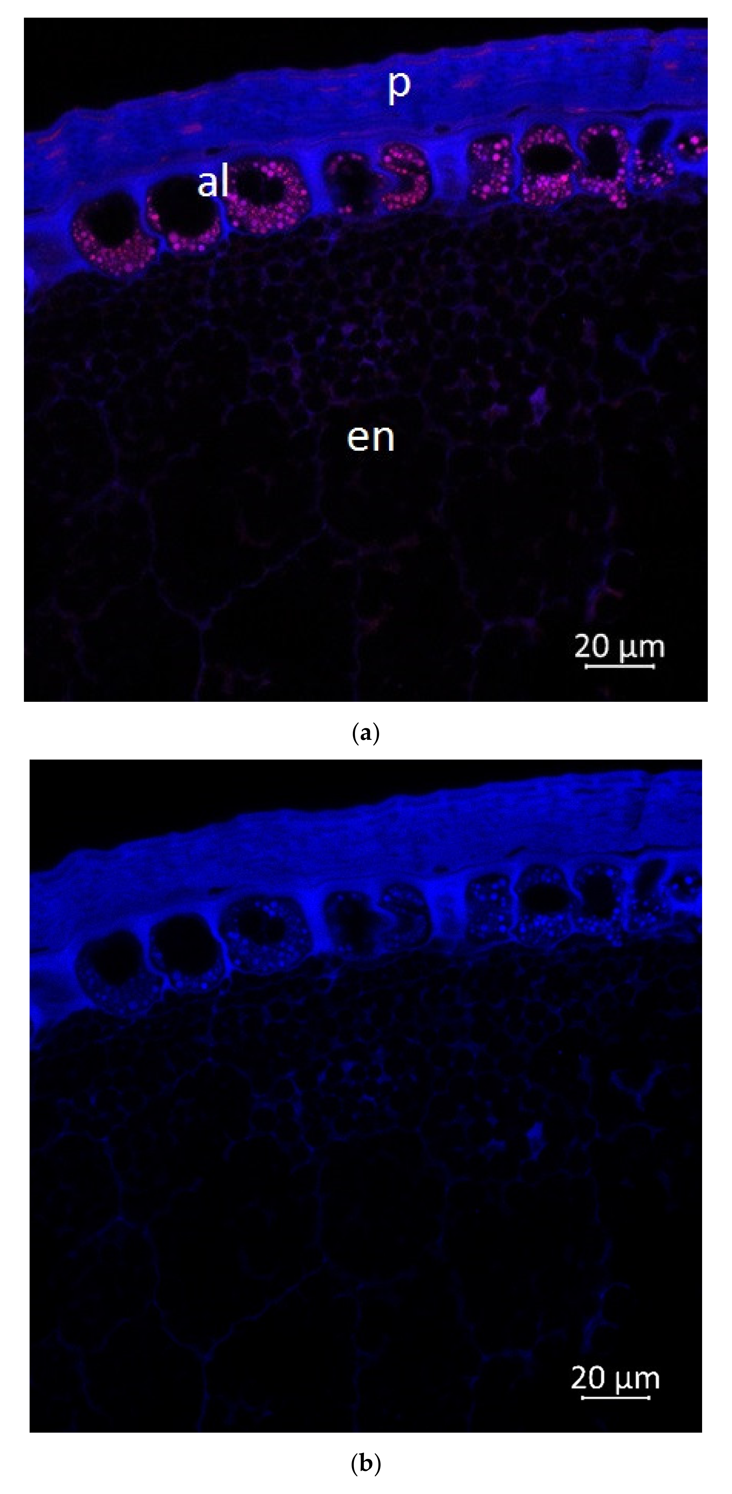 Plants 11 00630 g007a