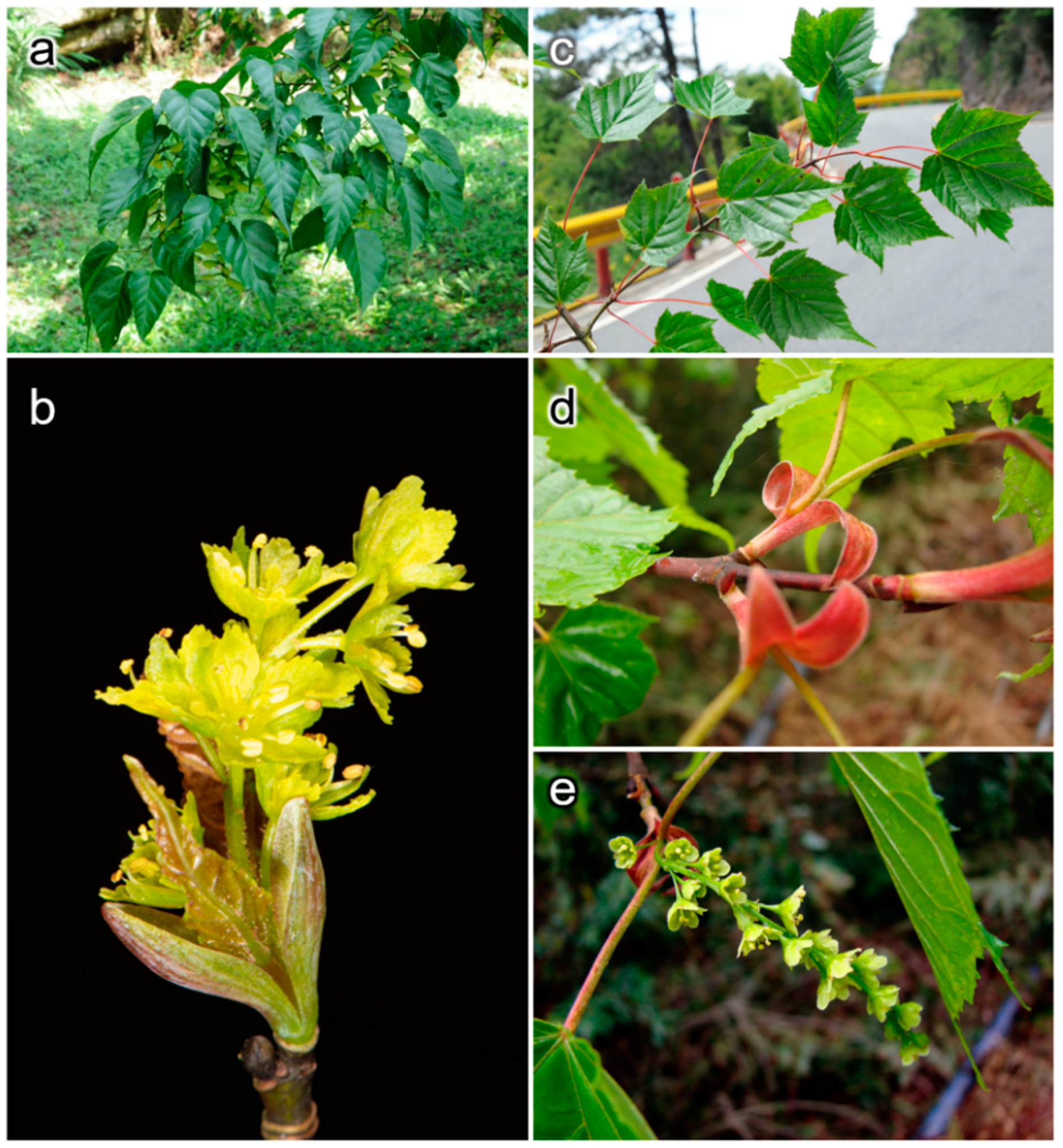 Plants 11 00644 g001 550