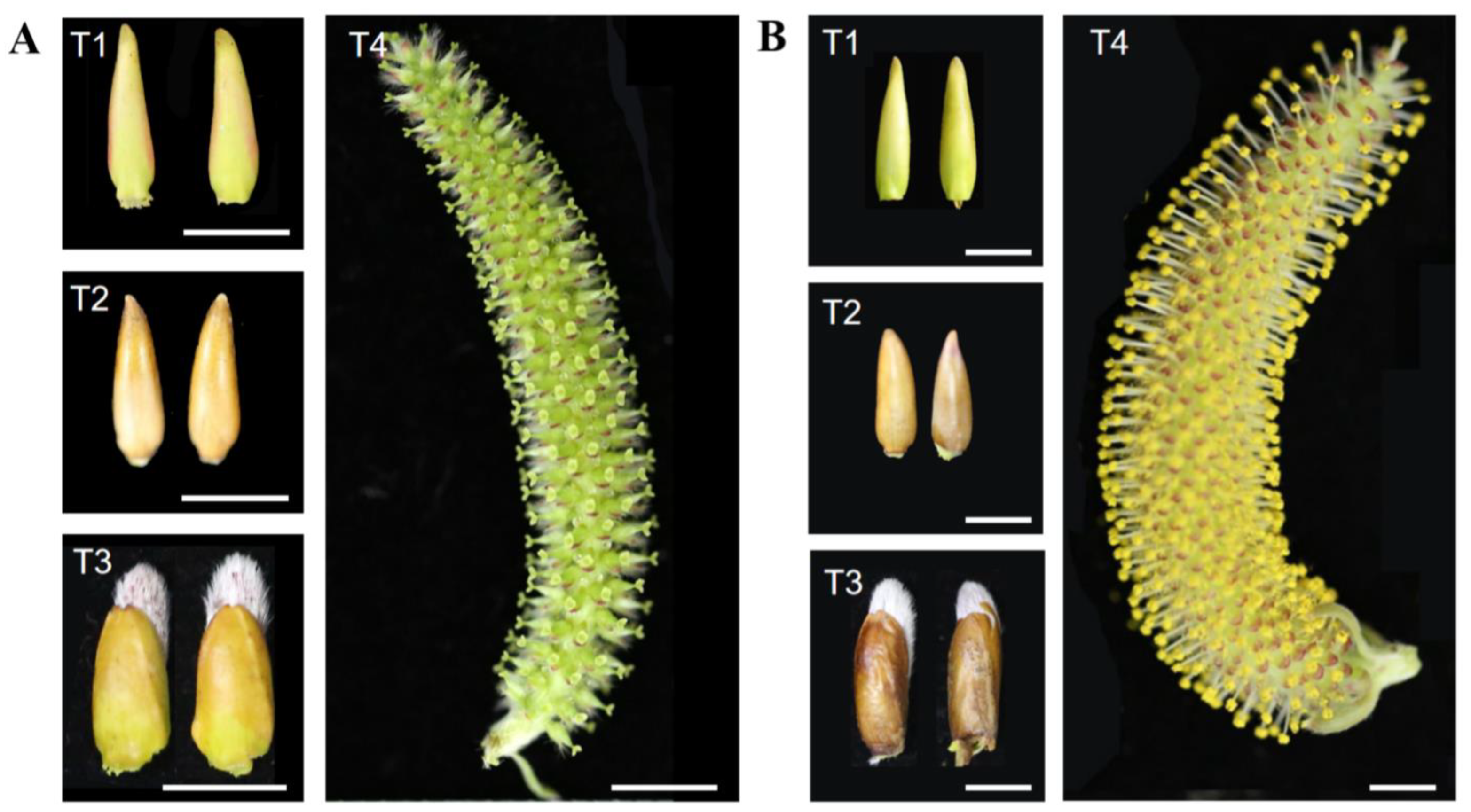 Plants 11 00647 g001 550