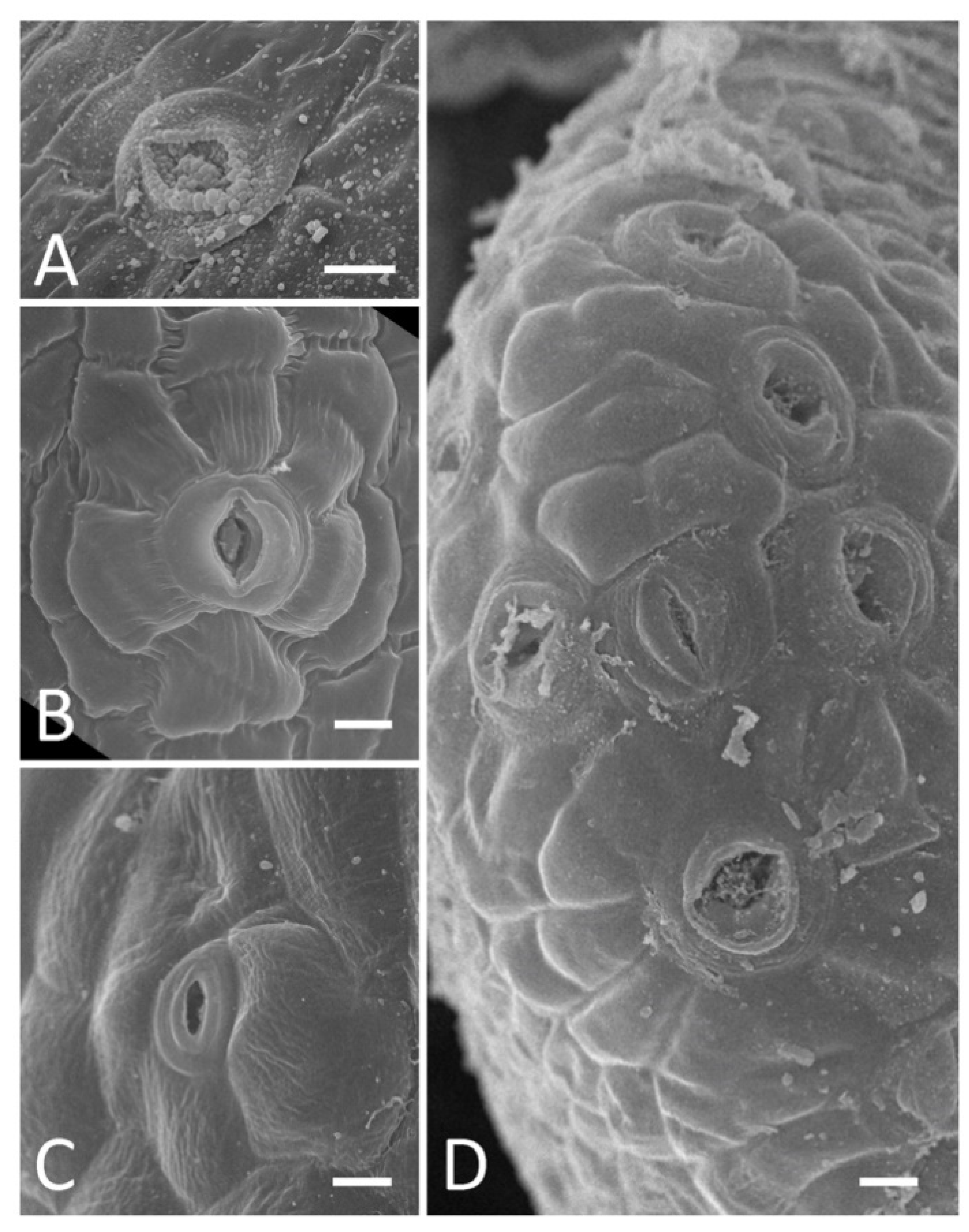 Plants 11 00649 g003 550